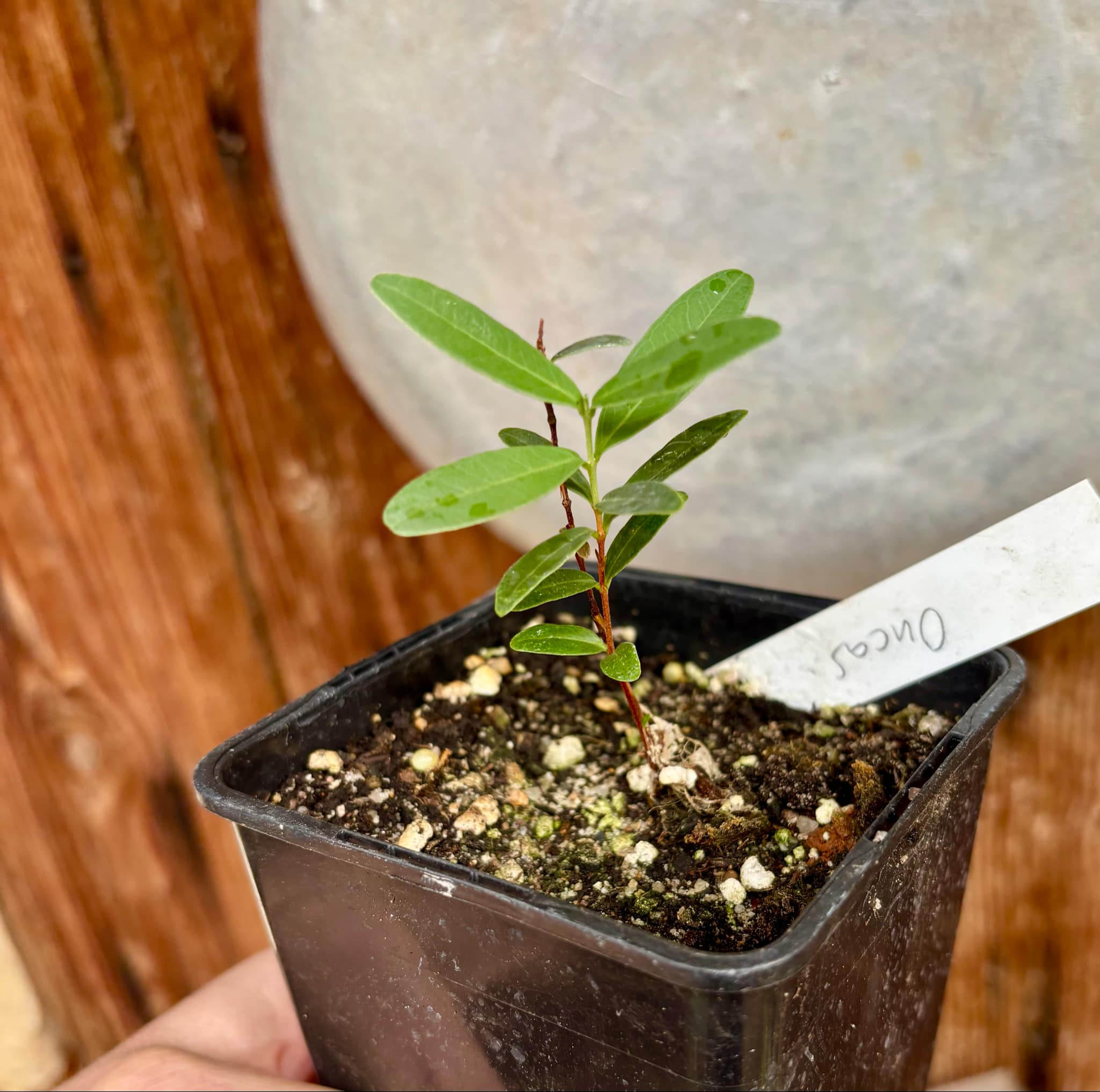 CEREJINHA DE JAGUARIÚNA - Eugenia punicifolia var. Oncas Doce - 1 potted plant / 1 getopfte Pflanze