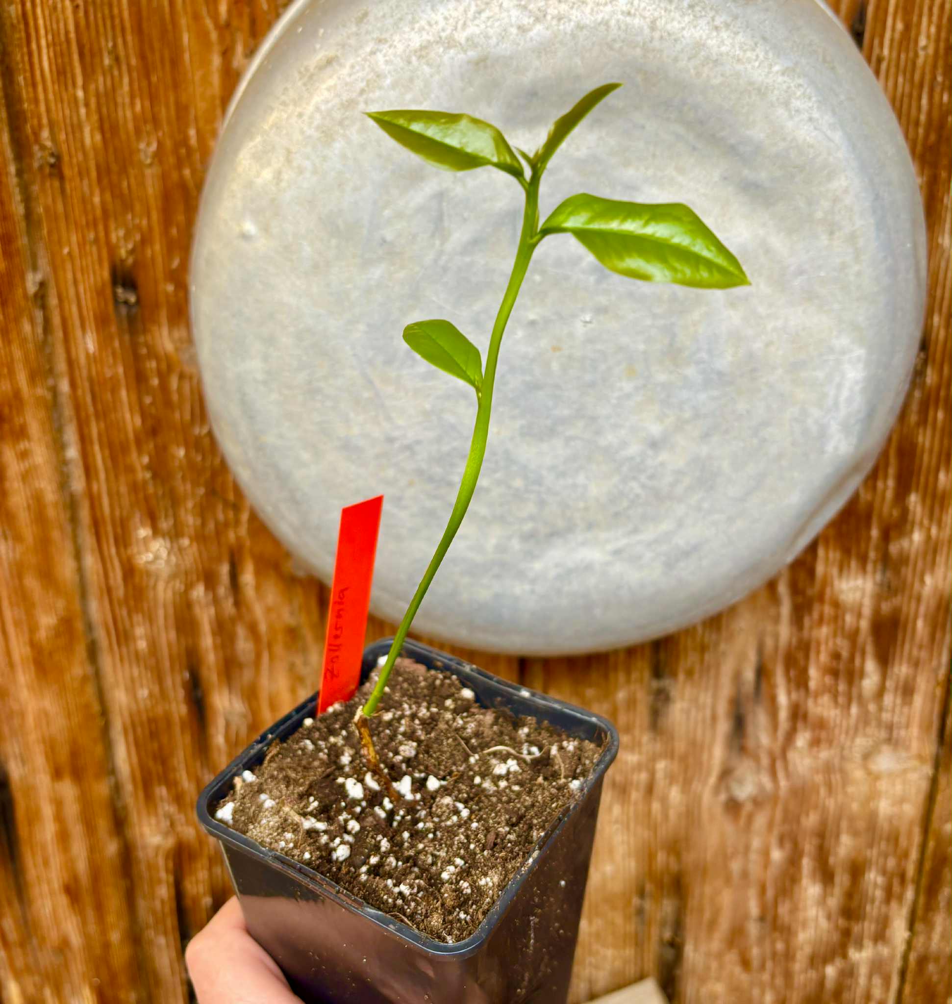 Zollernia ilicifolia - 1 potted seedling / 1 getopfter Sämling