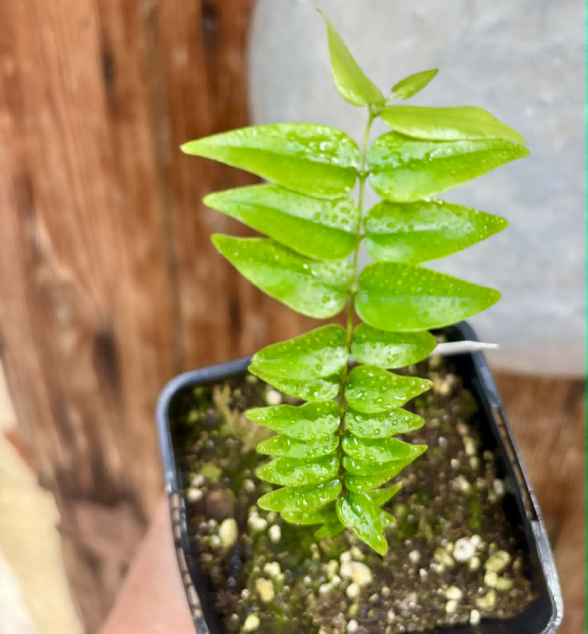 Myrciaria sp Maruim - 1 potted seedling / 1 getopfter Sämling
