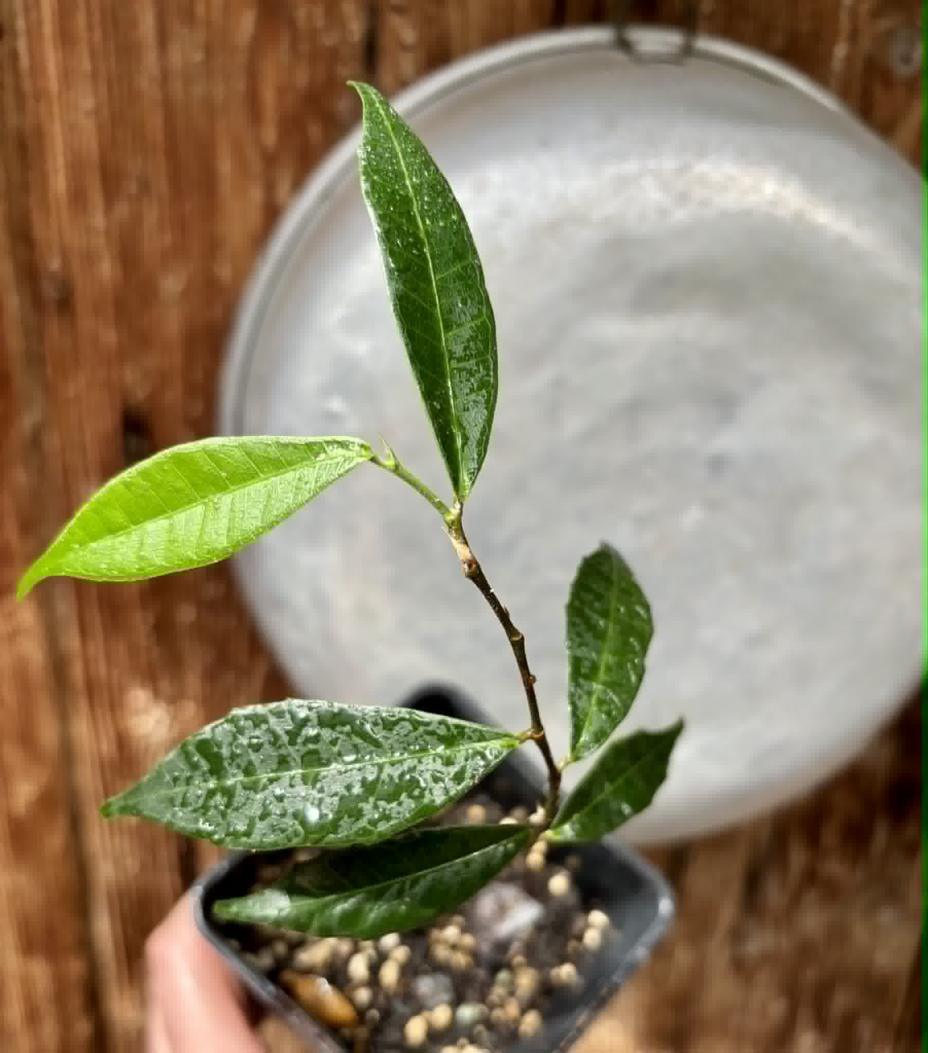 Brosimum alicastrum - Maya nut / Maya Nuss - 1 potted plant / 1 getopfte Pflanze