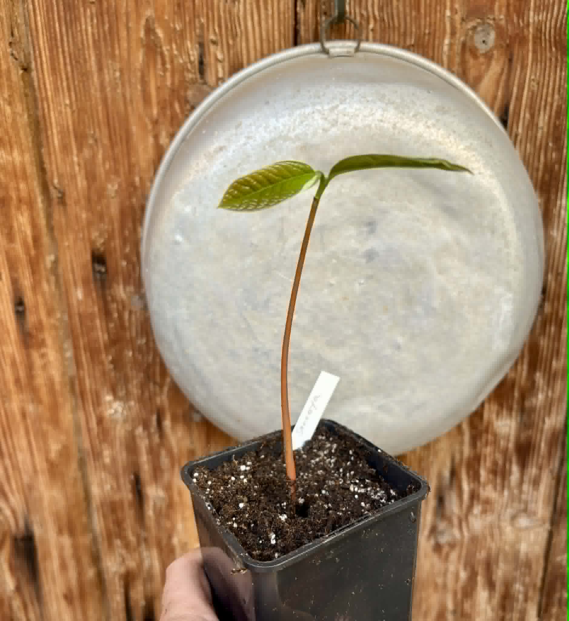 Annona purpurea - Soncoya - 1 potted plant / 1 getopfte Pflanze