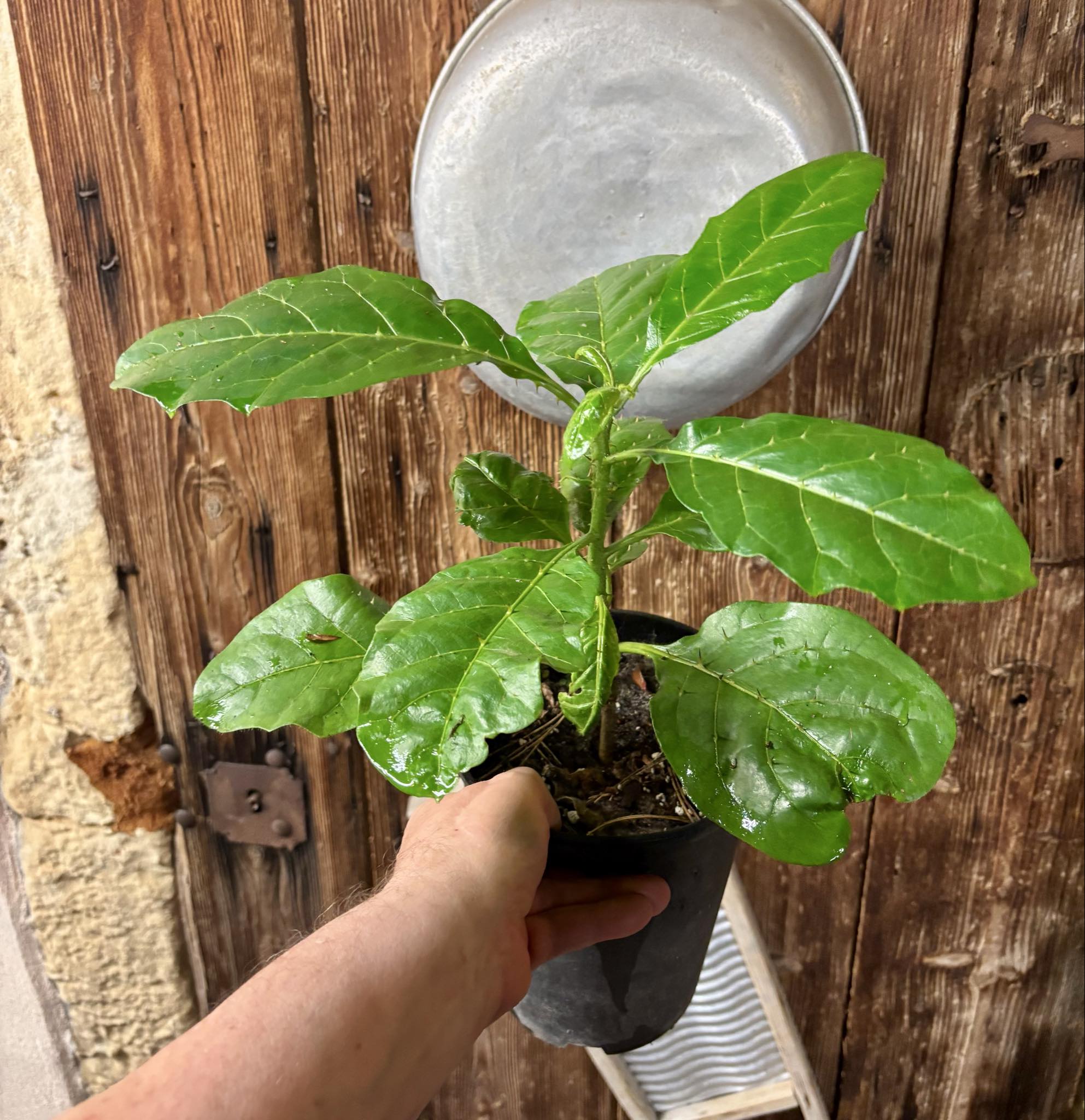 Solanum sp Verde Bahia - 1 potted plant / 1 getopfte Pflanze