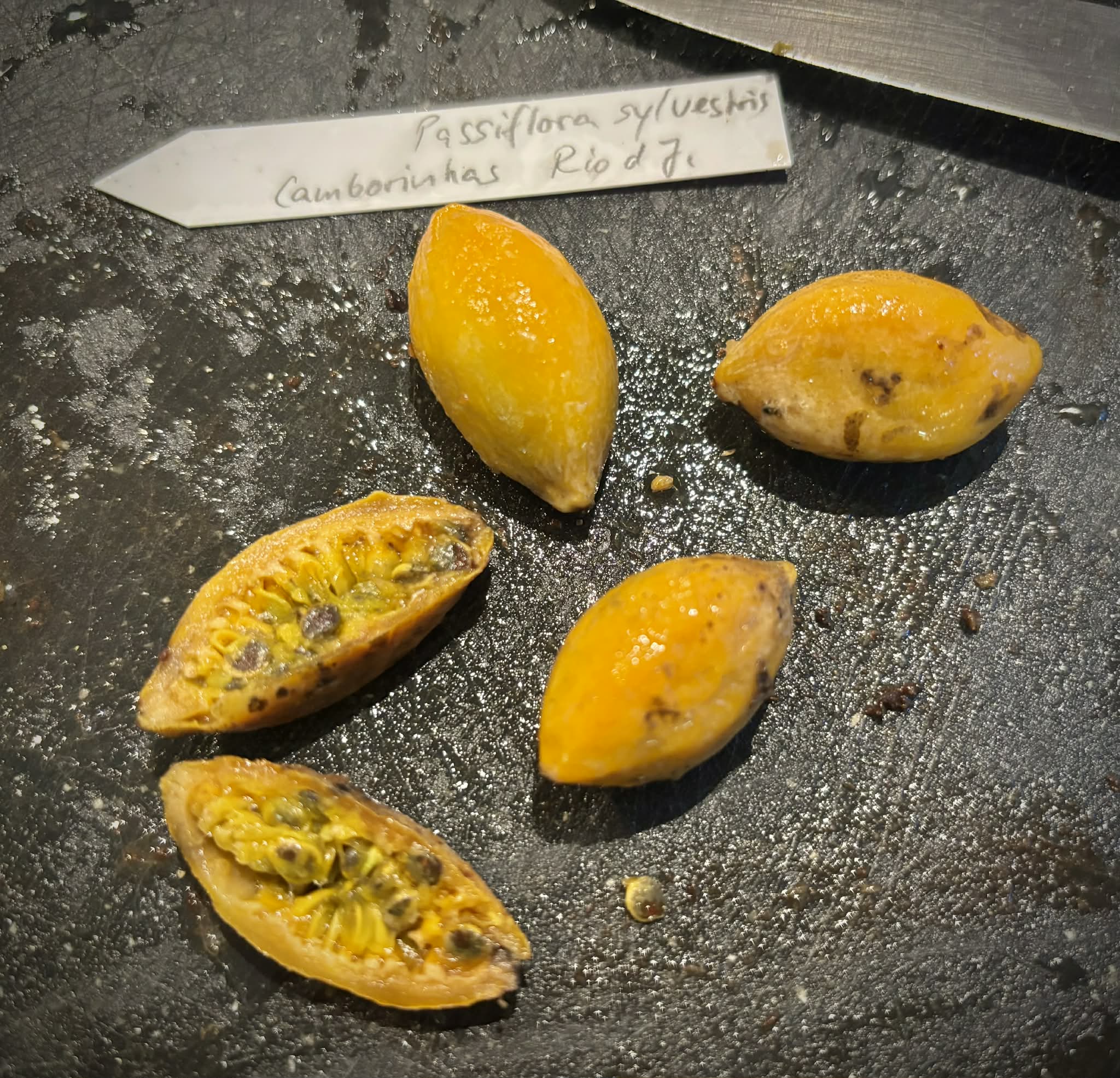 Passiflora silvestris - 5 fresh seeds / 5 frische Samen