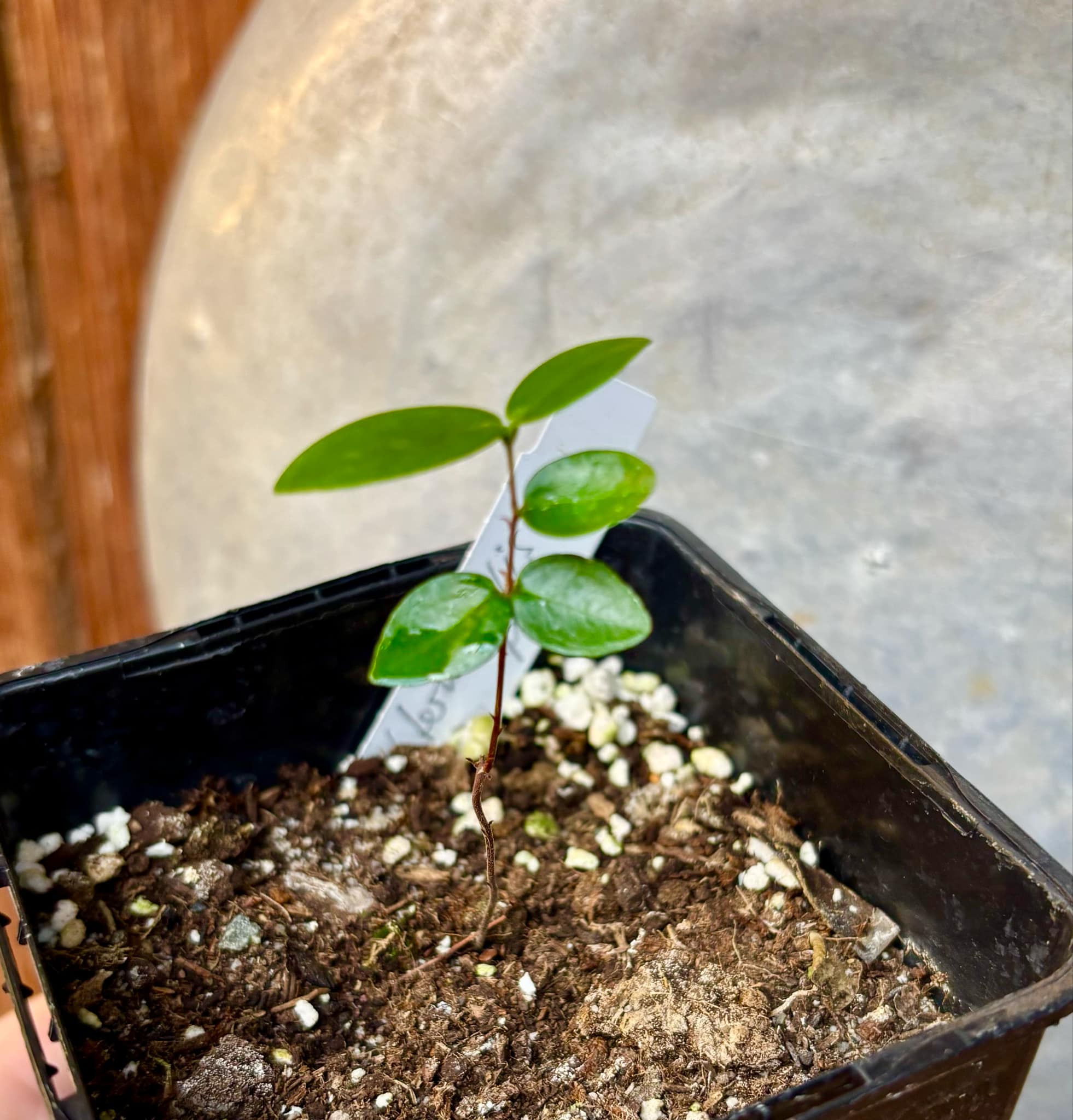 Eugenia subterminalis - 1 small potted seedling / 1 kleiner, getopfter Sämling