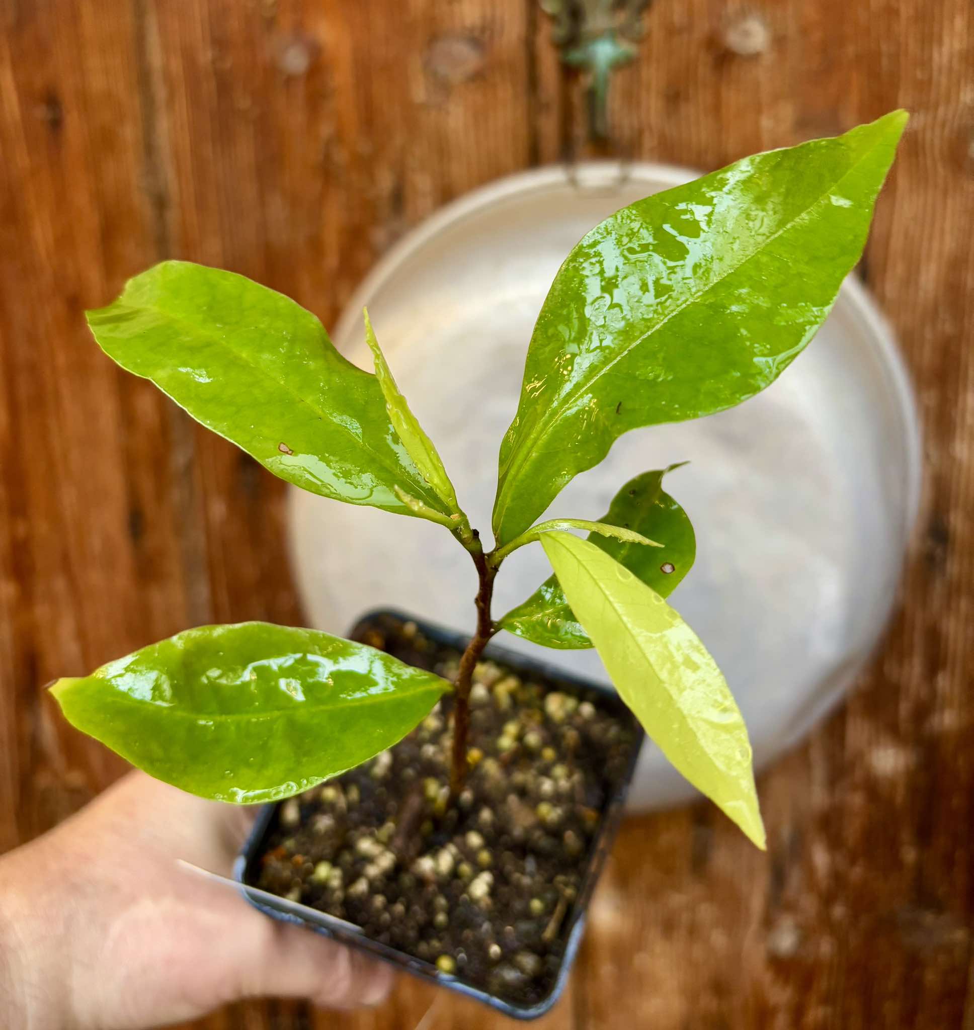 Annona muricata "Giant" - Soursop / Stachelannone  - 1 potted plant / 1 getopfte Pflanze