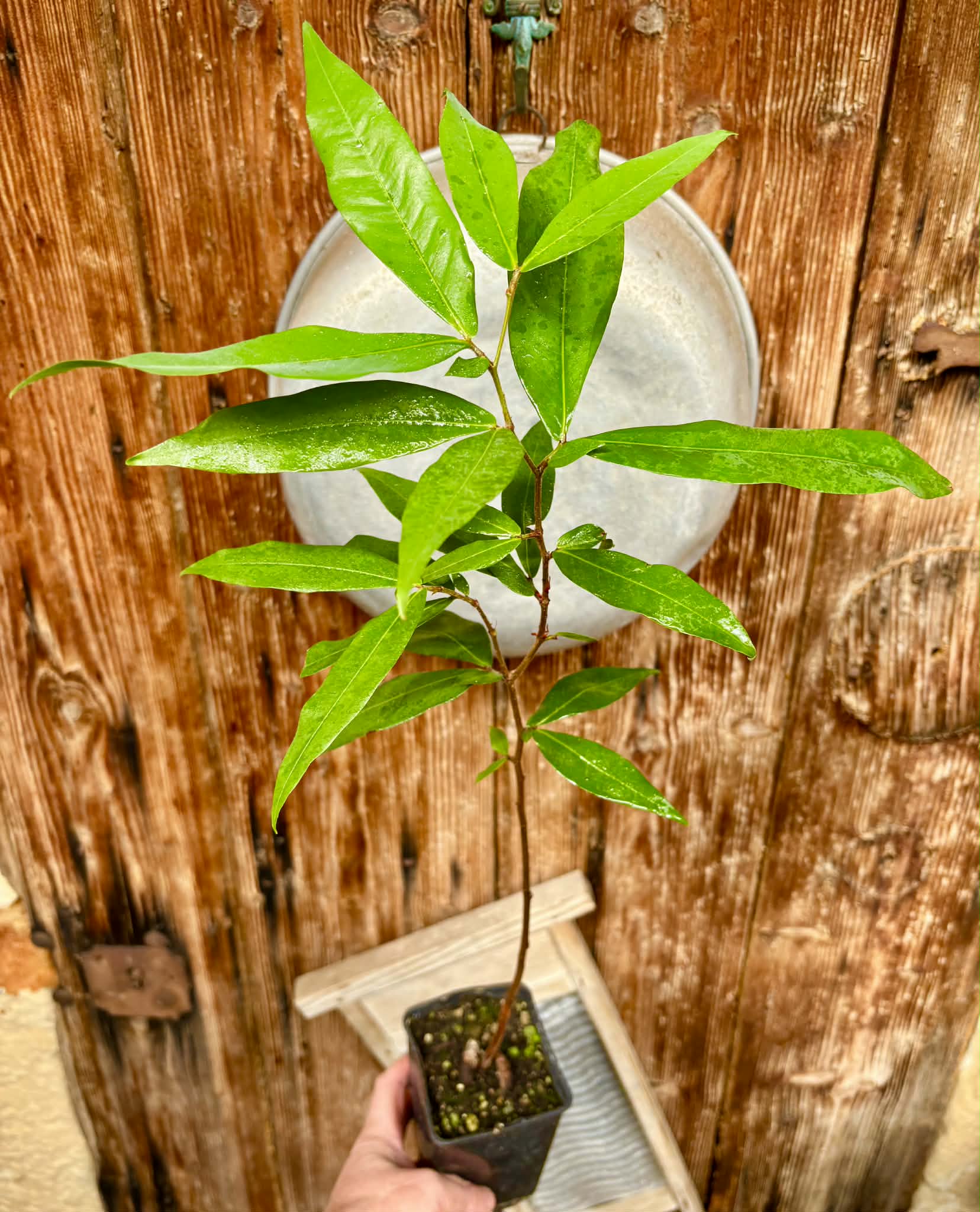 Kekatong (Cynometra malaccensis) - 1 potted plant / 1 getopfte Pflanze