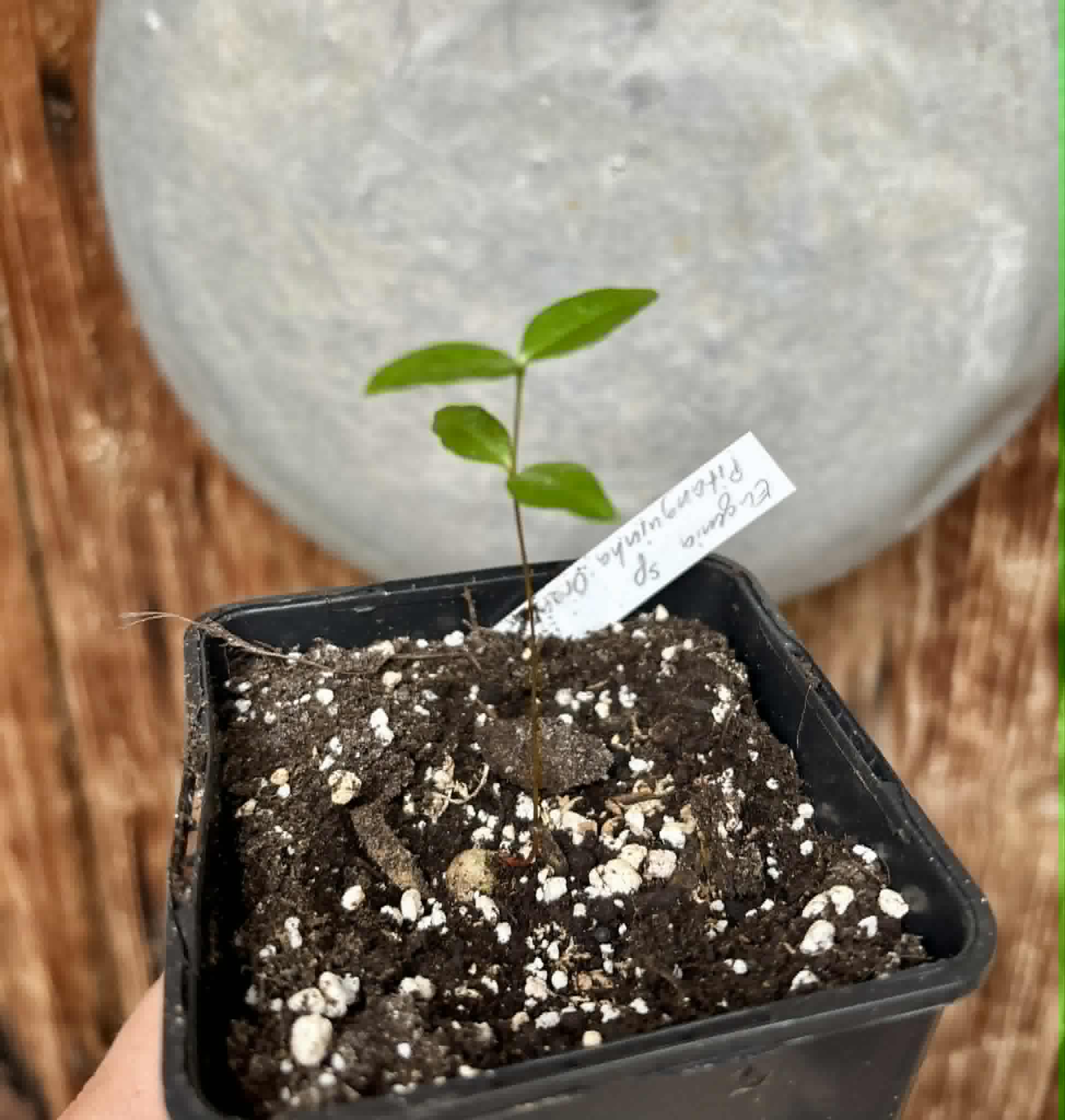 Eugenia sp Pitanguinha Orange - 1 potted seedling / 1 getopfter Sämling