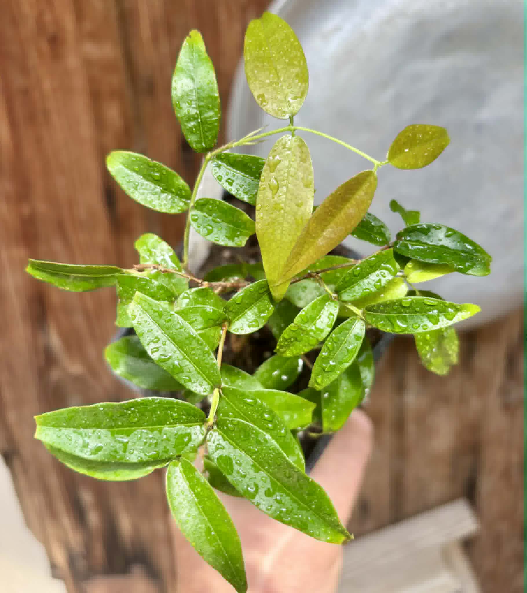 Plinia sp Giant Piray Argentina - 1 potted plant / 1 getopfte Pflanze