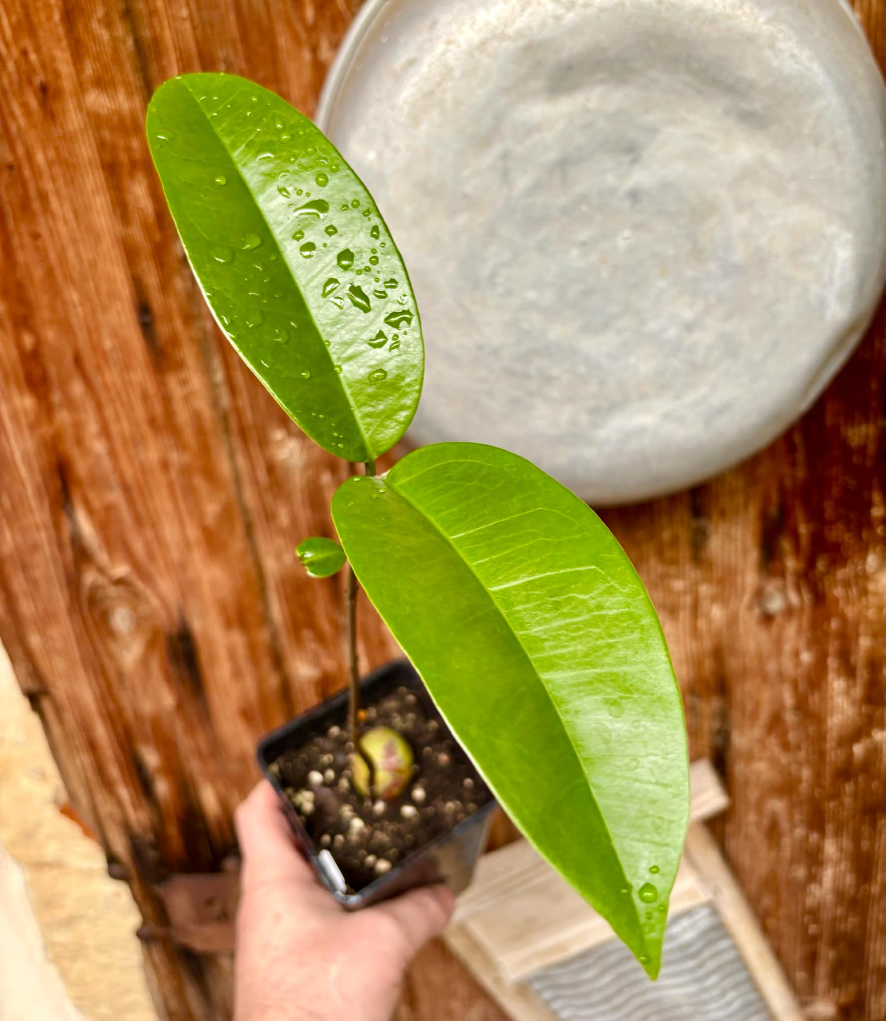 Eugenia sp Maca BIG -  1 small potted seedling / 1 kleiner, getopfter Sämling