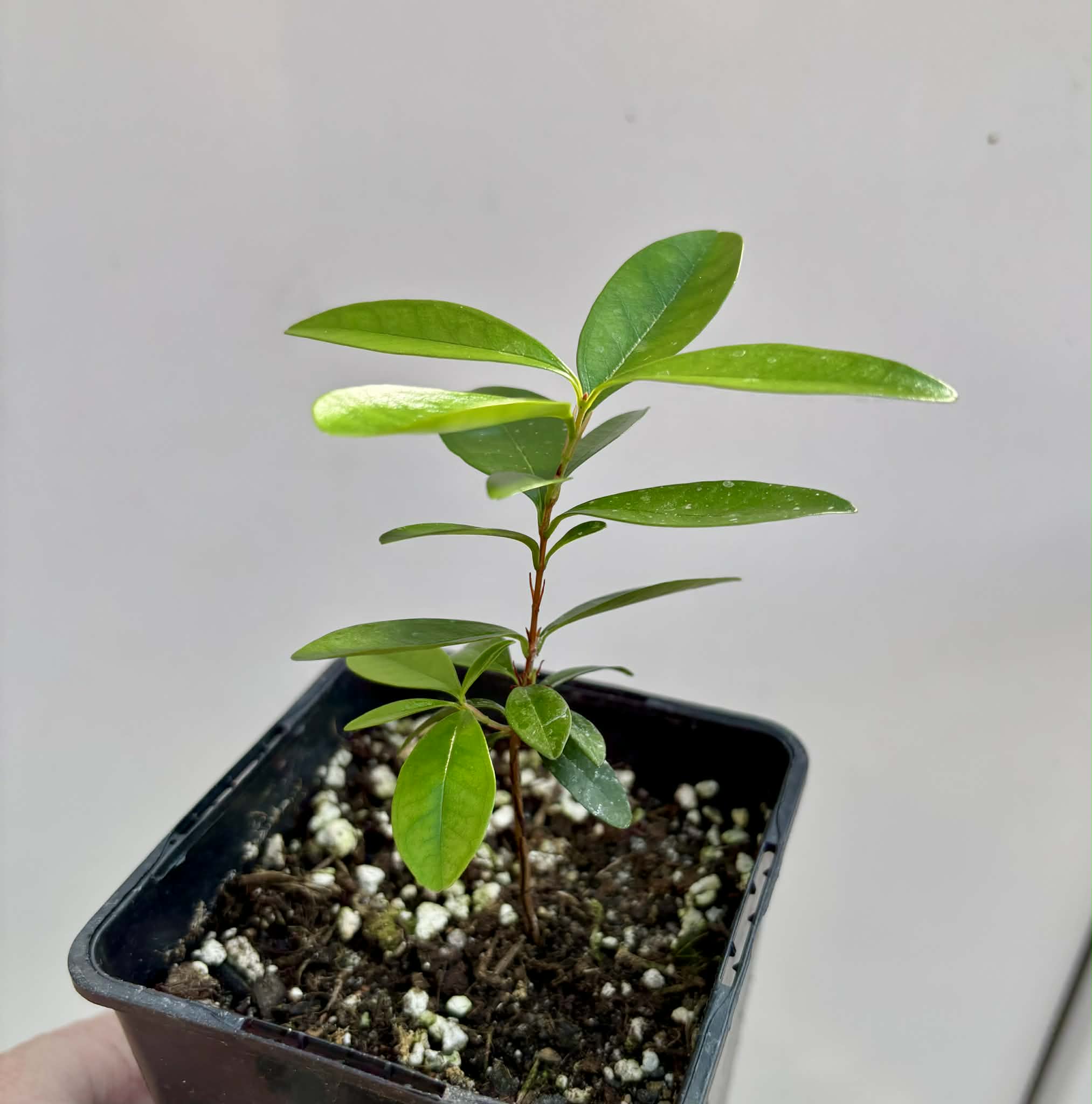 Eugenia sp Nova Rio Guari - 1 potted seedling / 1 getopfter Sämling