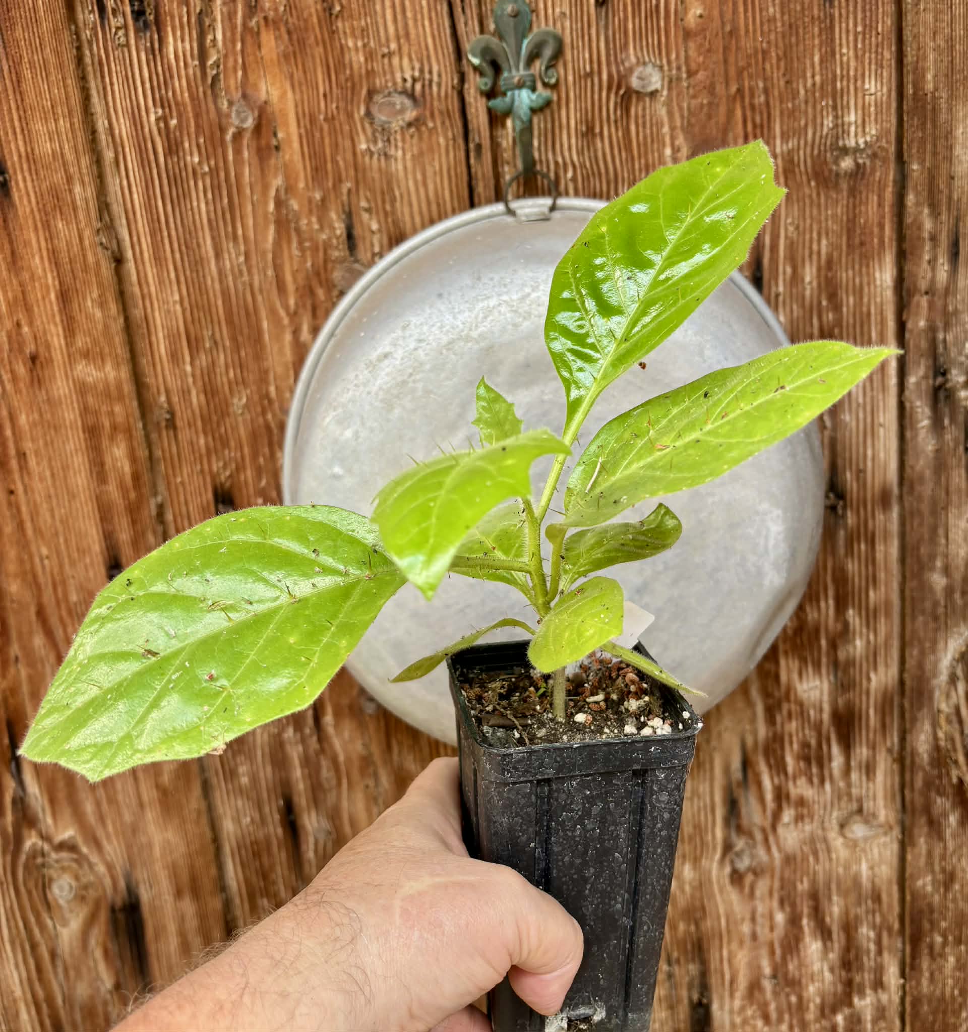 Solanum rumpincola - 1 potted seedling / 1 getopfter Sämling