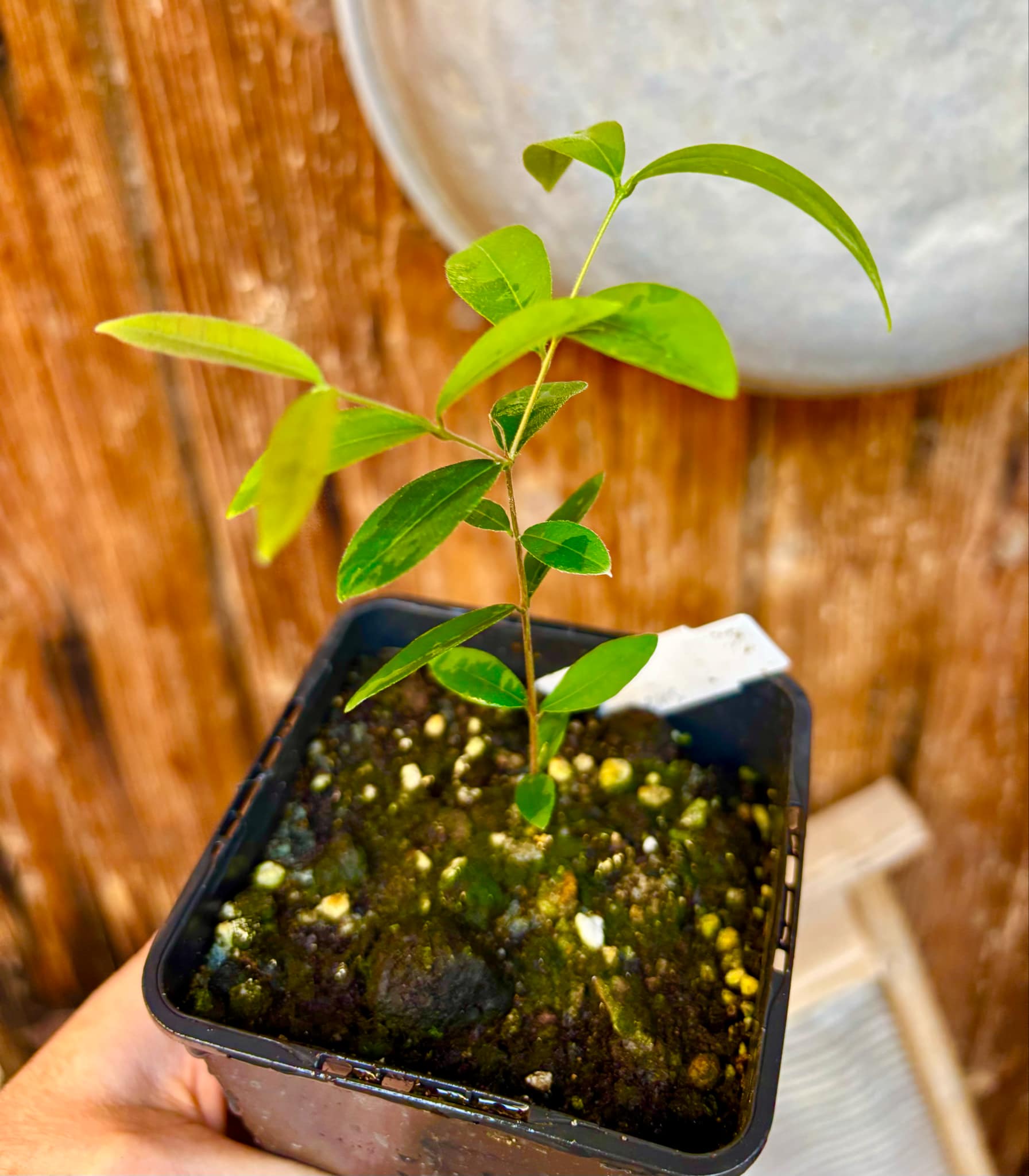 Uvaia do Campo - Eugenia lutescens -  1 small potted seedling / 1 kleiner, getopfter Sämling