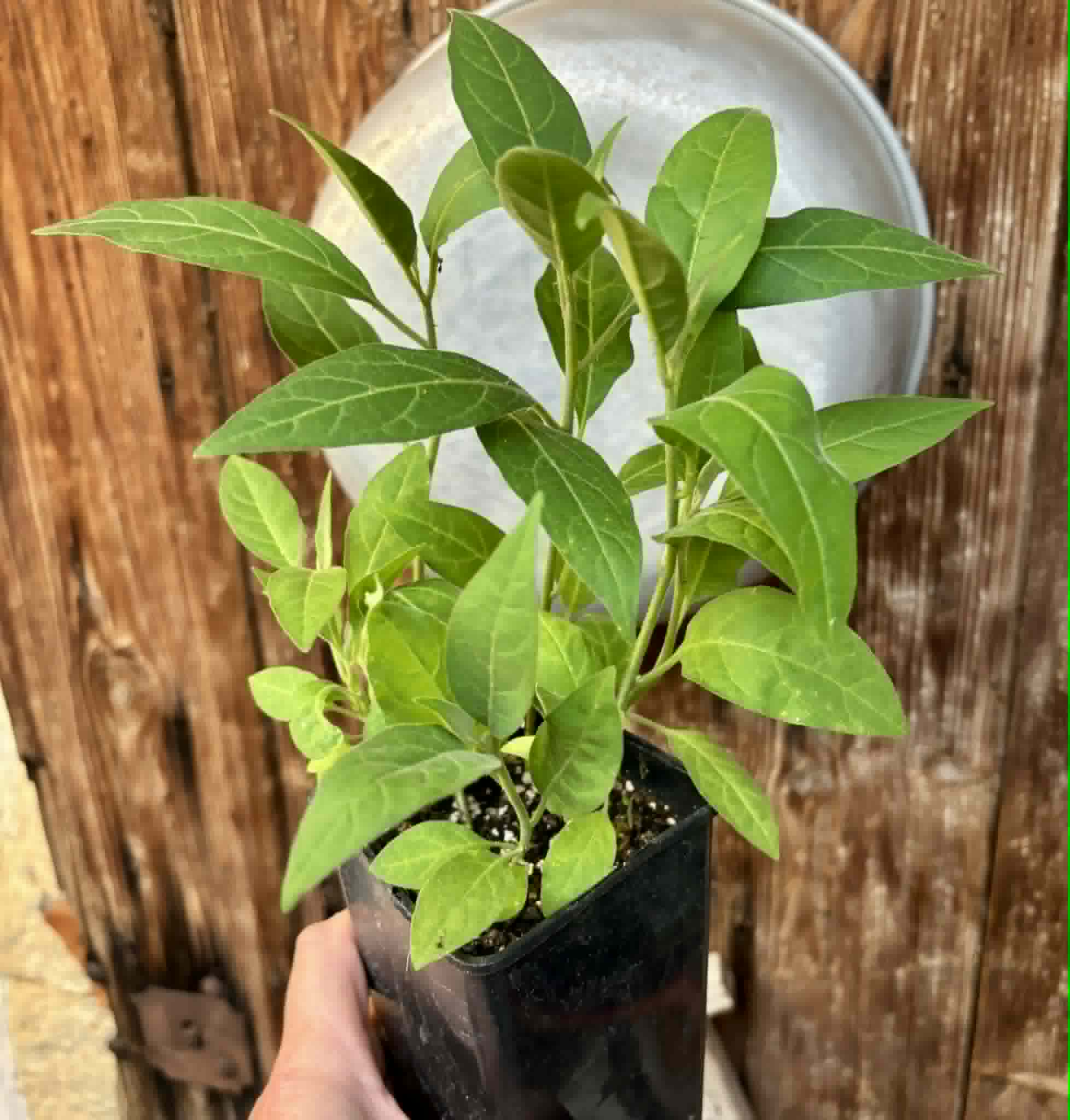 10 in 1 pot - Solanum sp. Mata Escura - 10 seedlings in one pot - 10 Sämlinge in einem Topf
