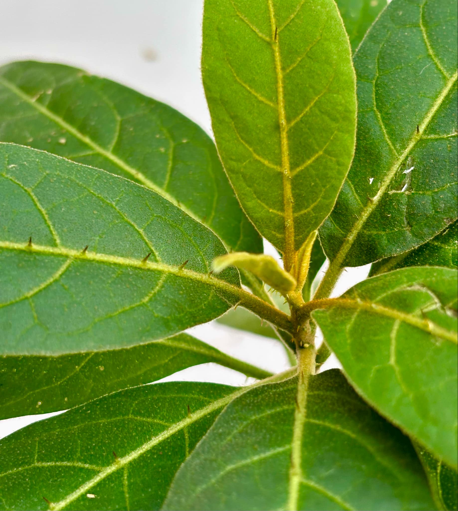 Solanum sp. Mata Escura - 1 potted plant / 1 getopfte Pflanze
