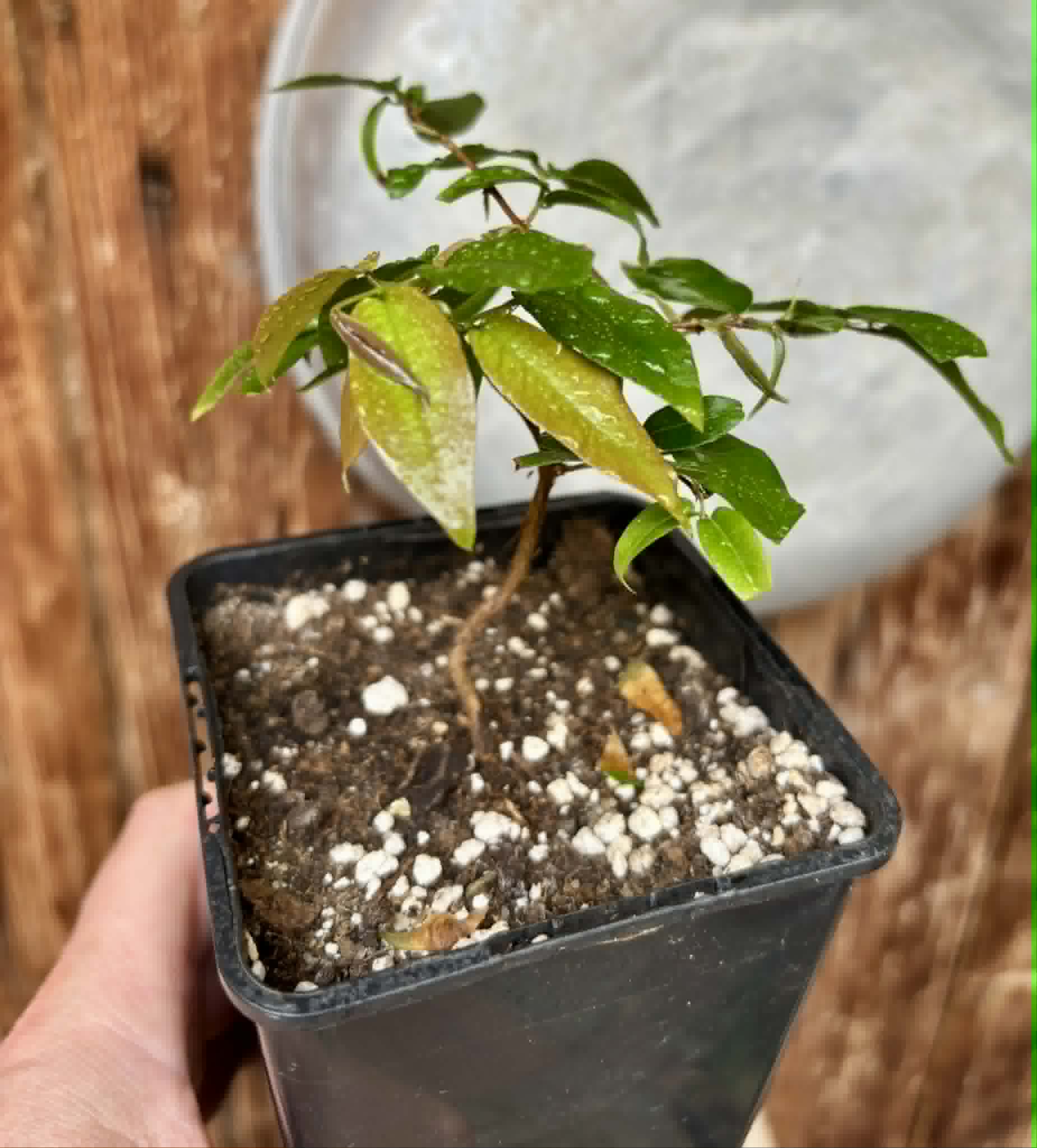 Plinia sp Giant Piray Argentina - 1 potted plant / 1 getopfte Pflanze