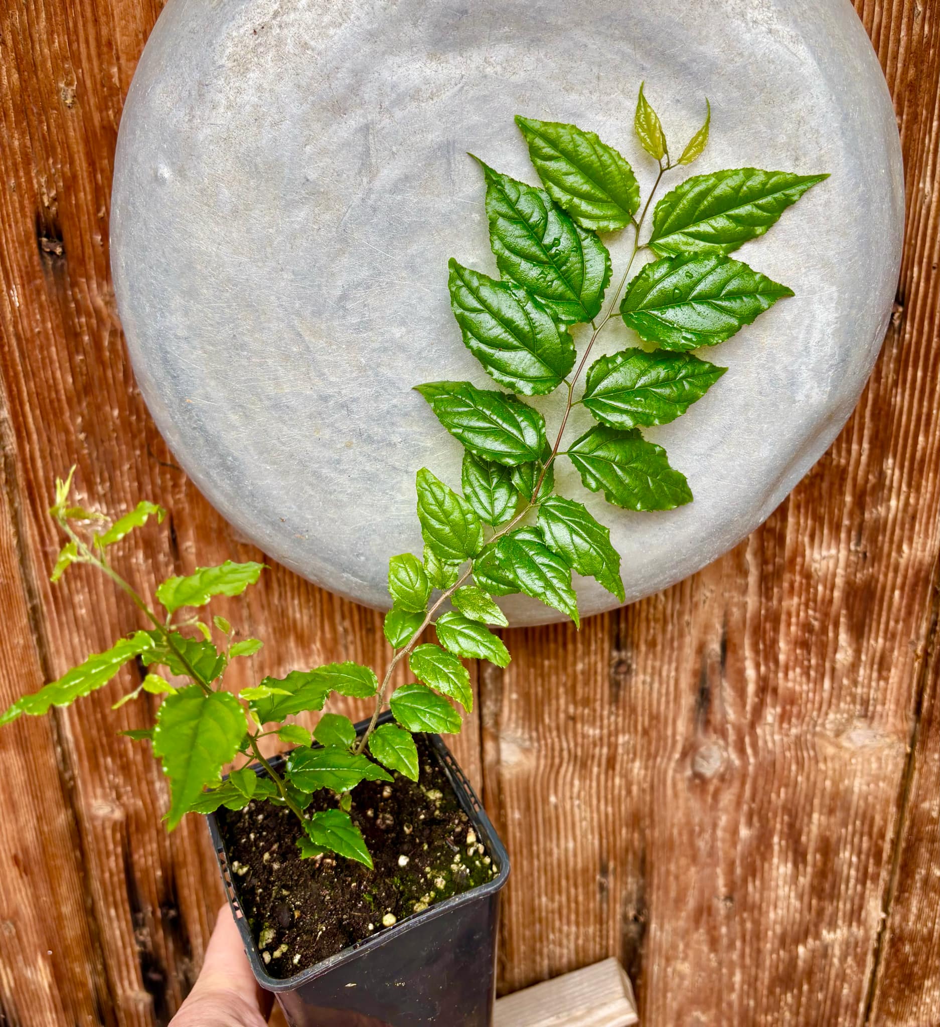 Green Che (Maclura tinctoria) - 1 potted plant / 1 getopfte Pflanze