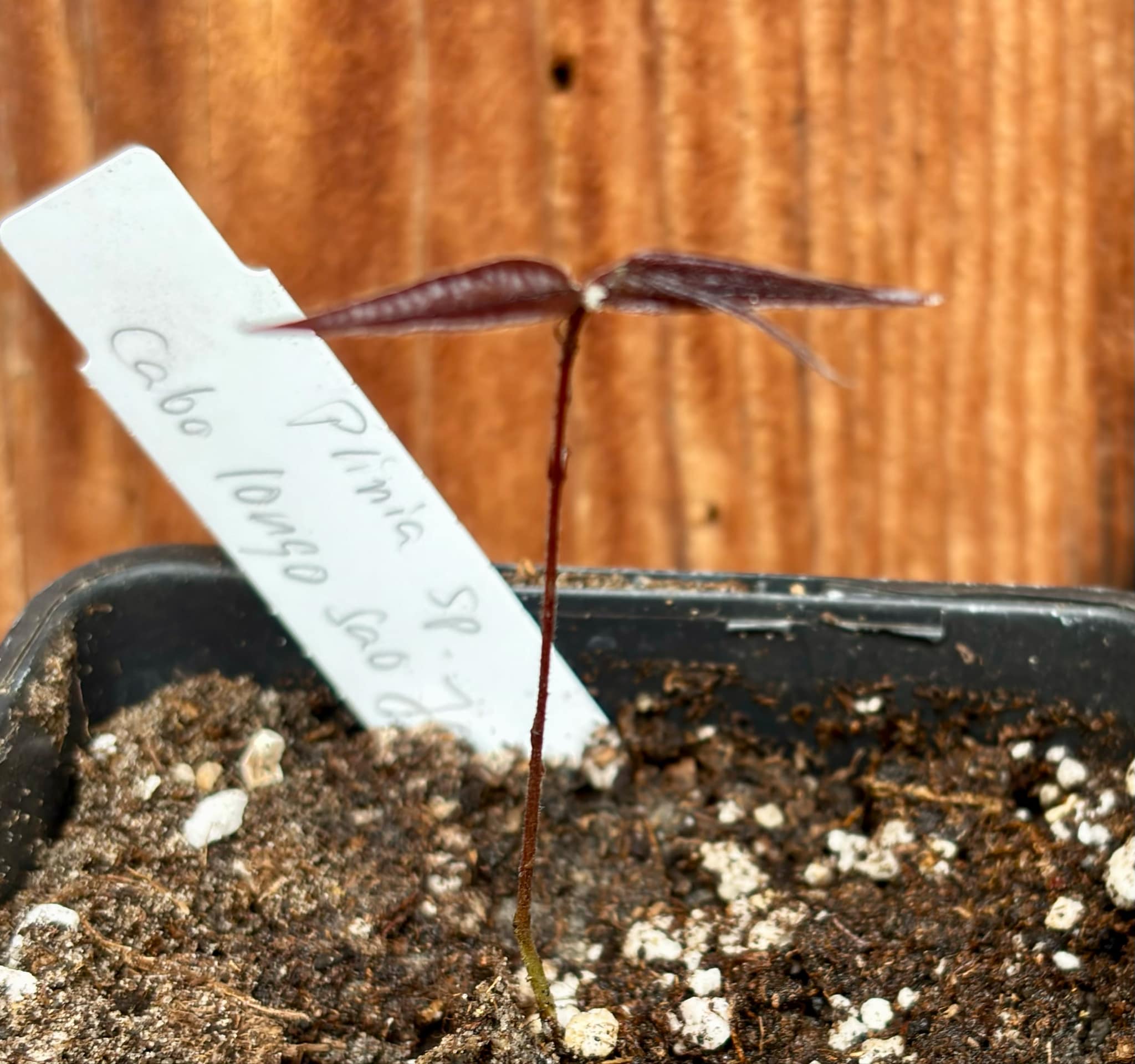 Plinia sp Cabo longo Sao Joao -  1 potted seedling / 1  getopfter Sämling 