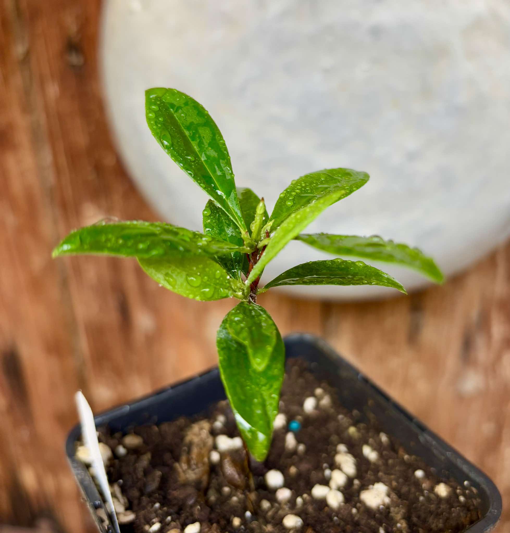 Grumixama (Eugenia brasiliensis) - 1 potted plant / 1 getopfte Pflanze