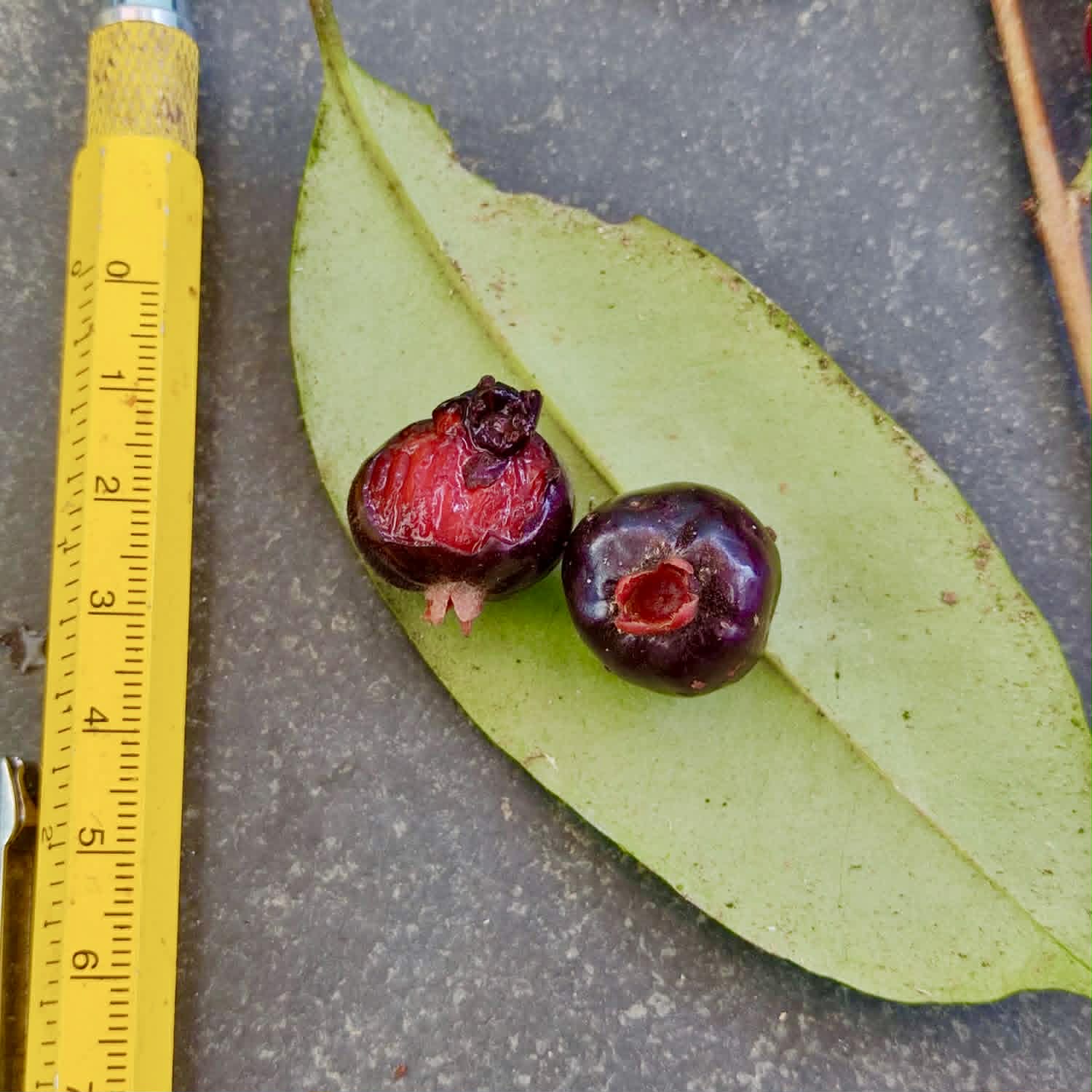 Pre Order - Eugenia pisiformis var. Uruçuca - 1 fresh seed / 1 frischer Samen