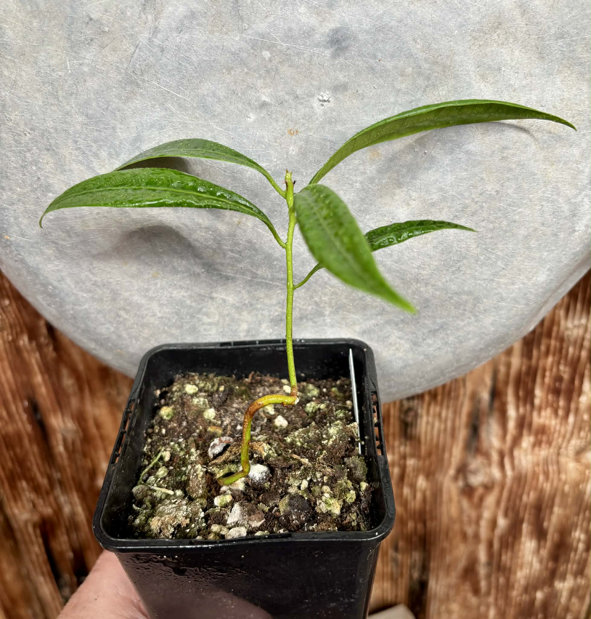 Pouteria macahensis - 1 potted seedling / 1 getopfter Sämling