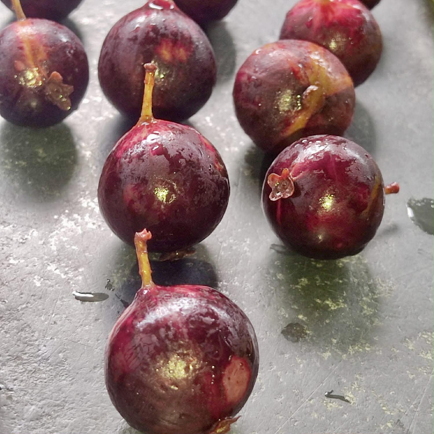 Plinia sp. Pingo de Mel Rajada Maraú -  1 fresh seed / 1 frischer Samen