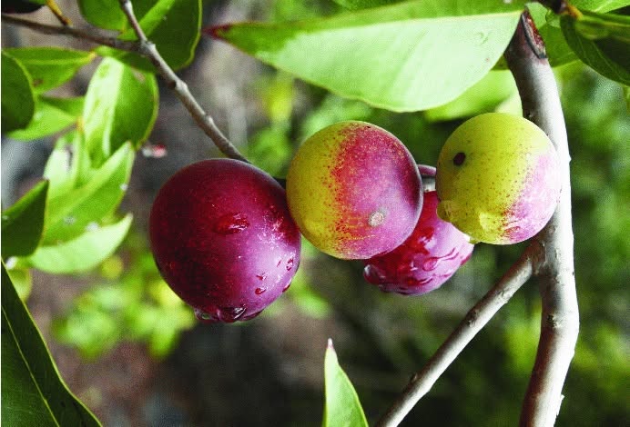Pre Order - Camu Camu (Myrciaria dubia)  - 1 fresh seed / 1 frischer Samen