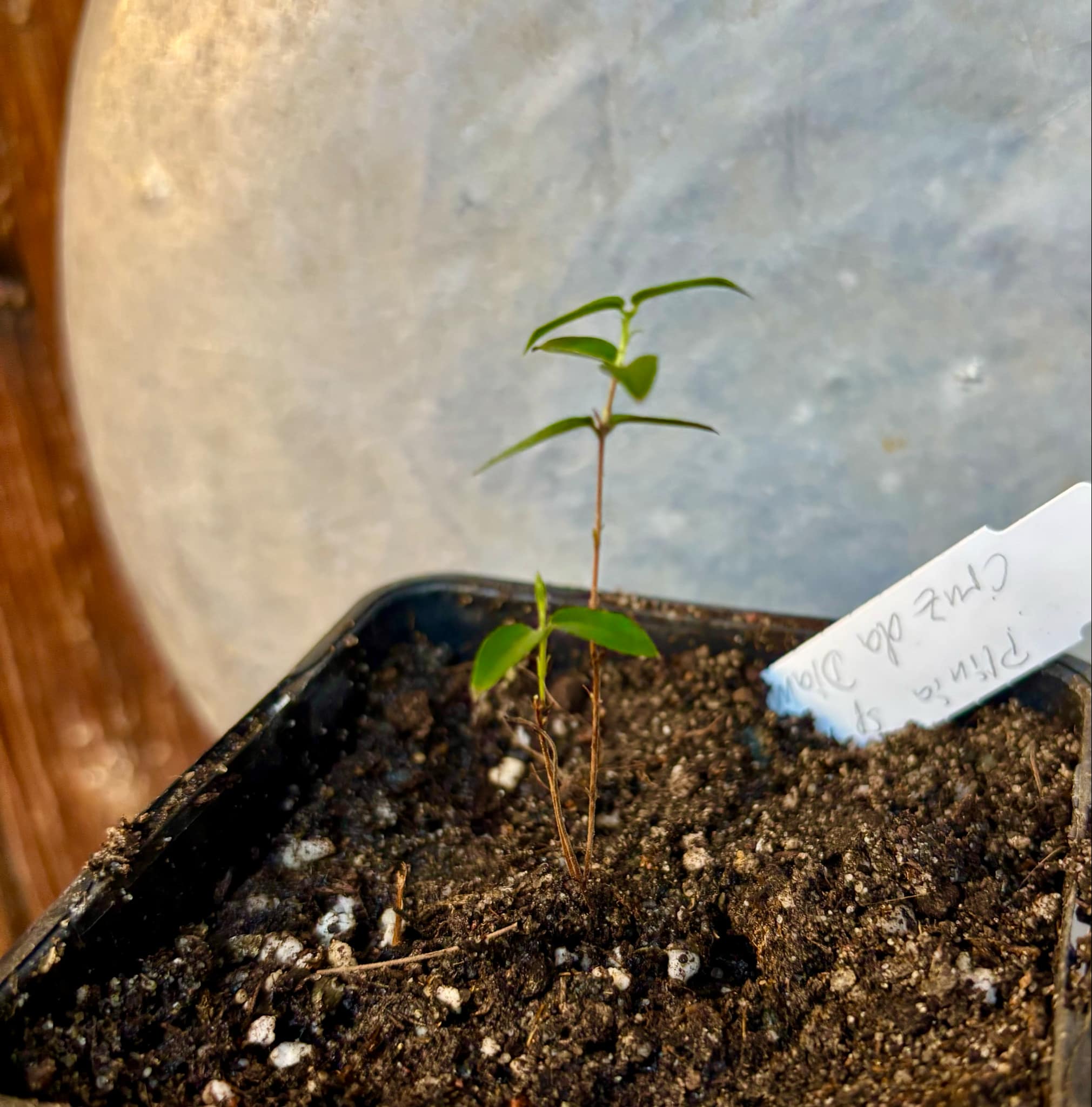Plinia sp Cruz de Diamantina - 1 small potted plant/ 1 kleine, getopfte Pflanze