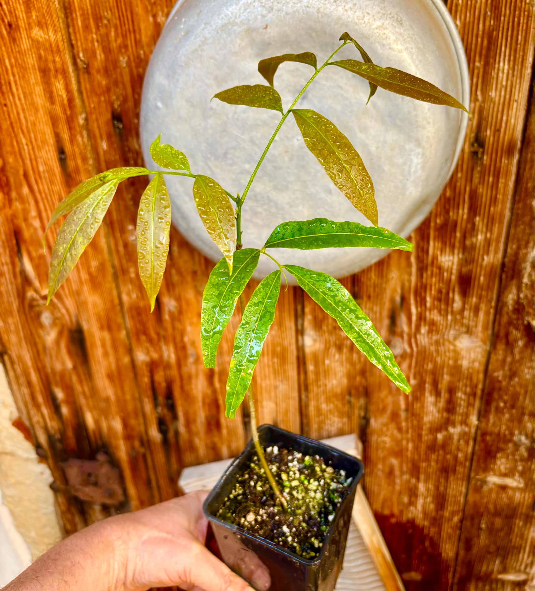 Talisia esculenta - Pitomba do Nordeste - 1 potted plant / 1 getopfte Pflanze