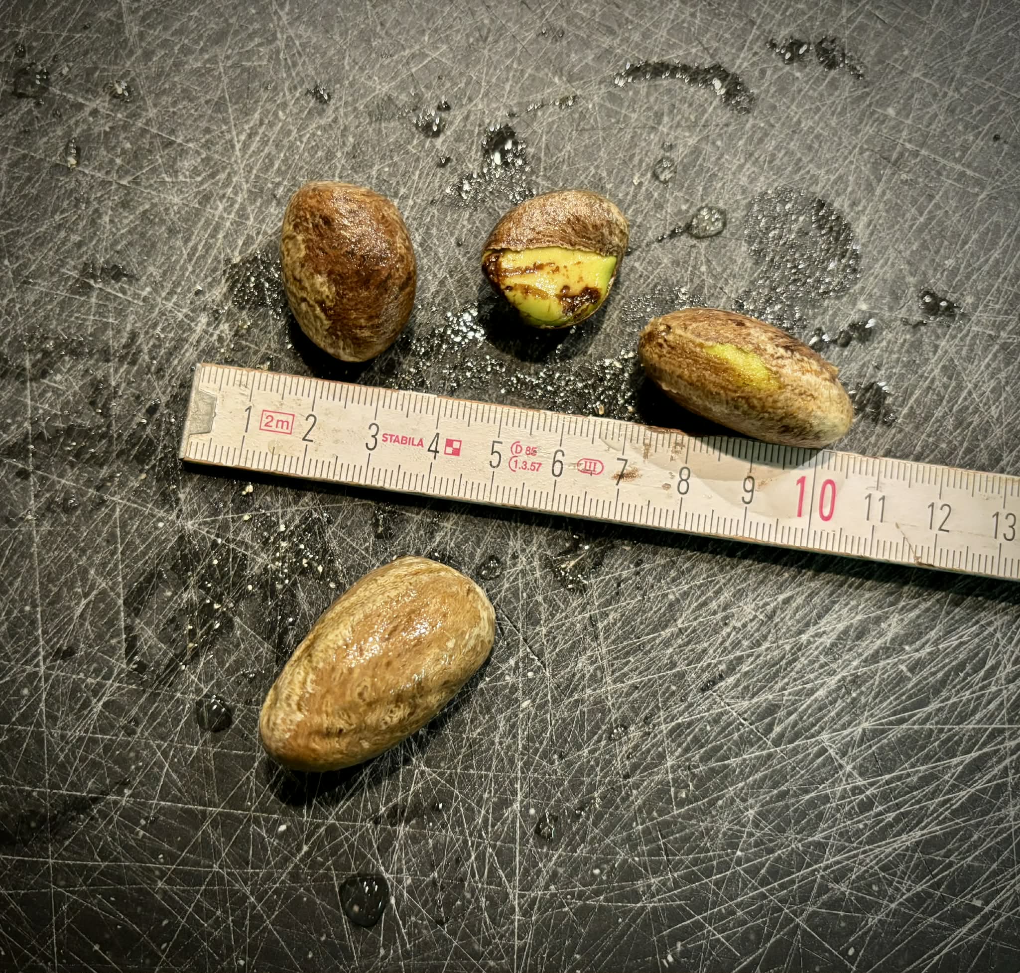 Plinia spiciflora -  1 fresh seed / 1 frischer Samen