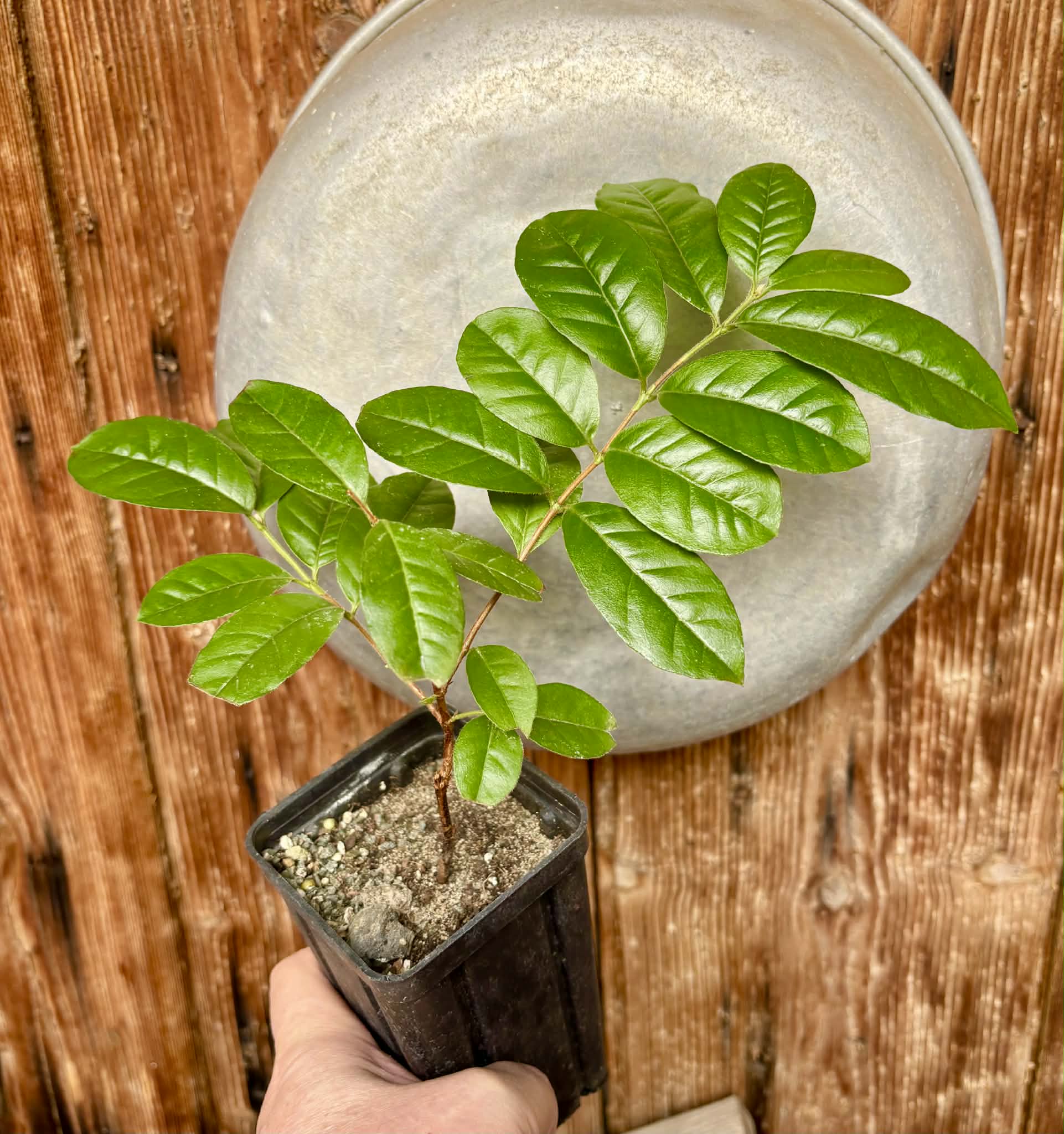 Araca roxo (Psidium rufum)  - 1 potted plant / 1 getopfte Pflanze