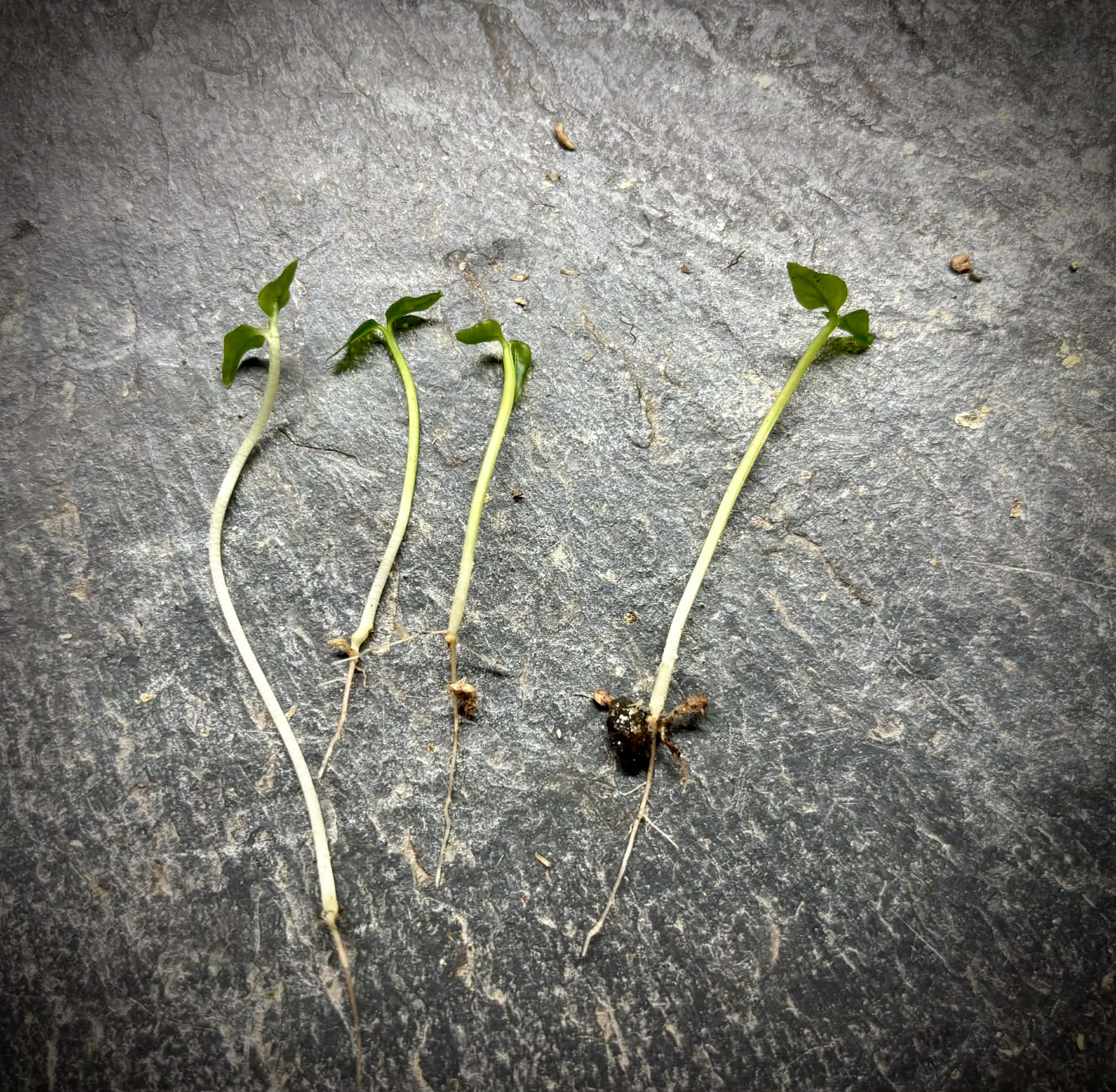 Guayabita (Psidium oligospermum) - 1 germinated seed / 1 gekeimter Samen