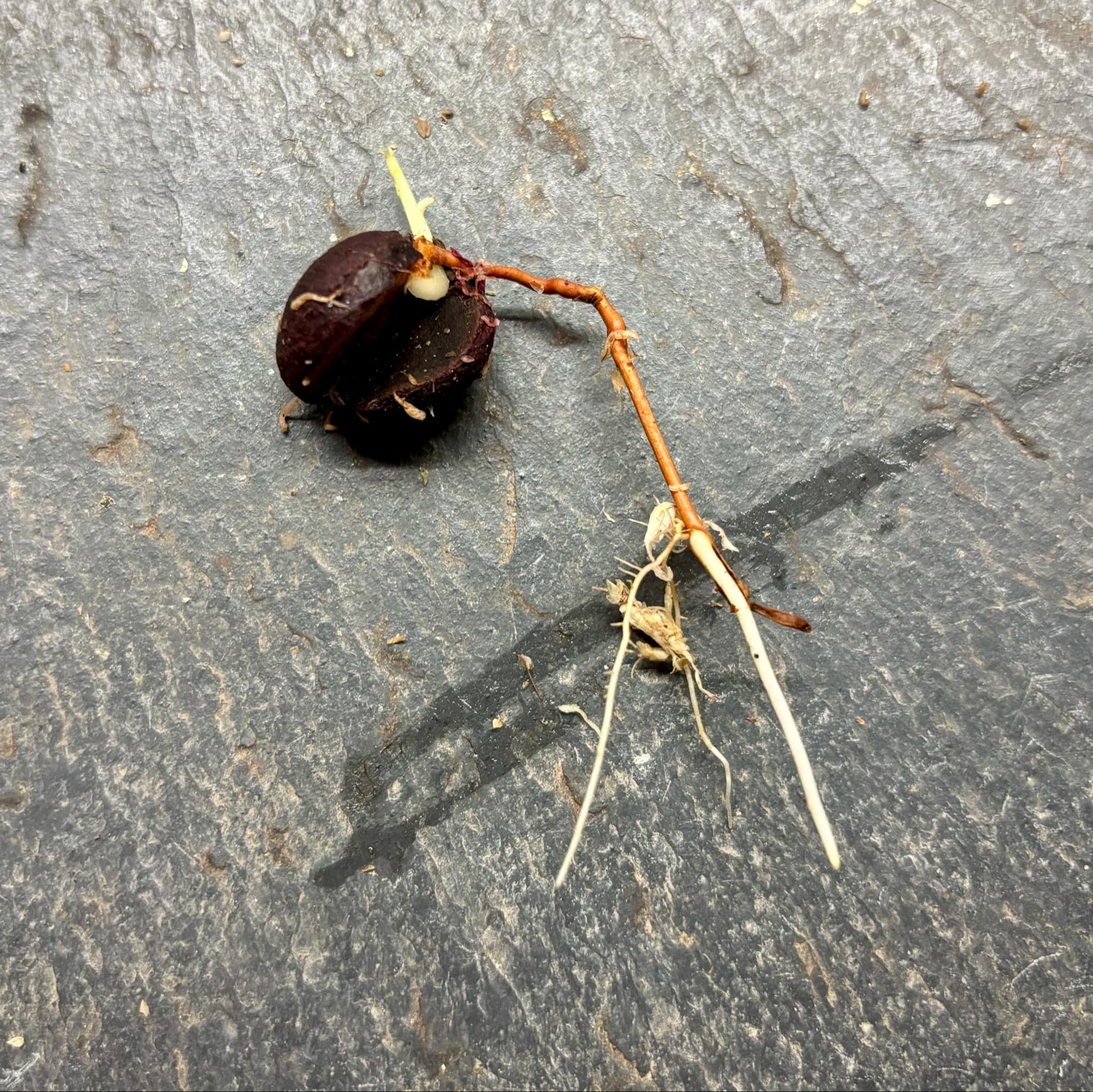 last seed - Uvaia maracuja (Eugenia ternatifolia) - 1 germinated seed / 1 gekeimter Samen