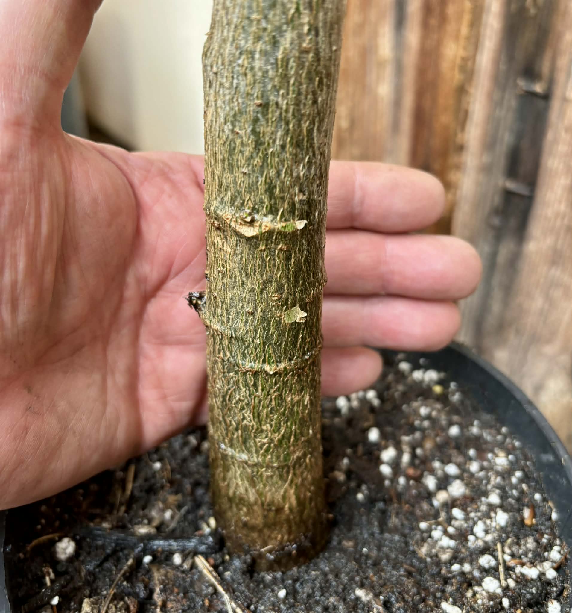 4 years old - Oak Leaf Papaya (Vasconcellea quercifolia) - 1 potted plant / 1 getopfte Pflanze