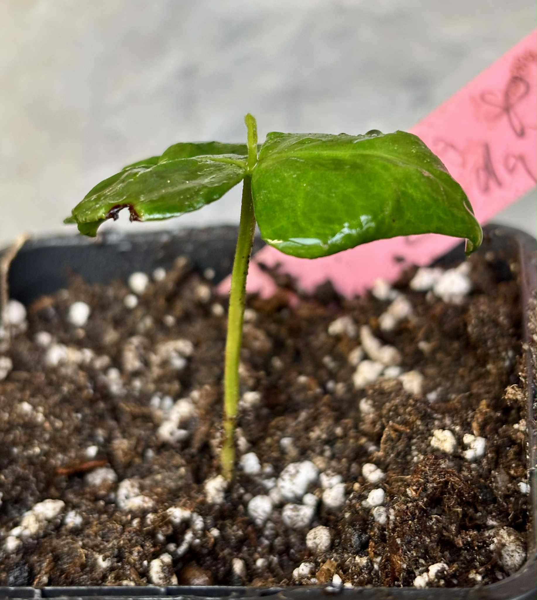 Myrcia sp linda -  1 potted seedling / 1 getopfter Sämling