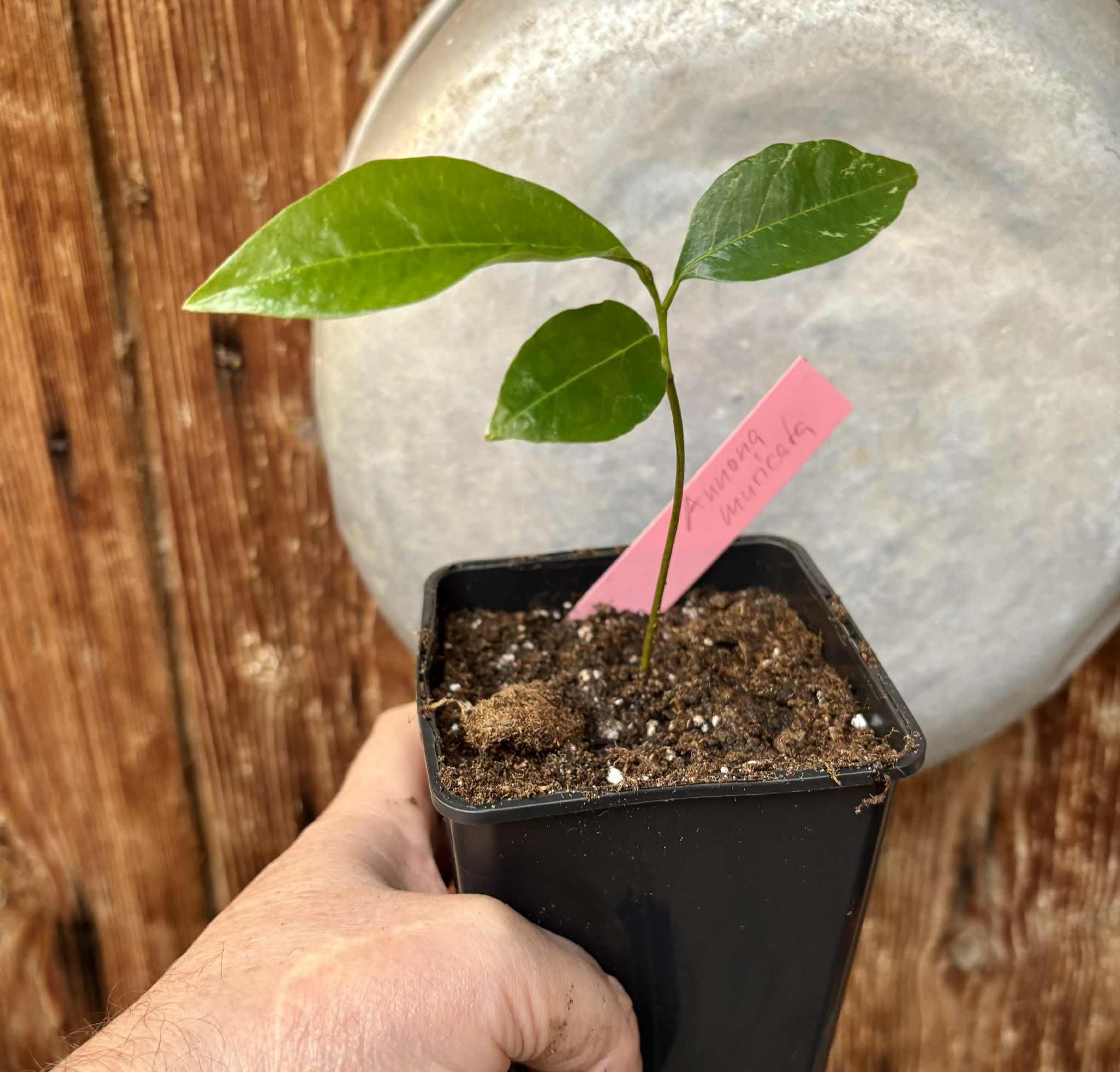 Annona muricata - Soursop / Stachelannone - 1 potted seedling / 1 getopfter Sämling