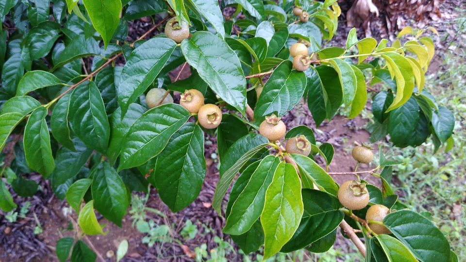 Pre Order - Guabiroba folha de maçã (Campomanesia malifolia) -  1 fresh seed / 1 frischer Samen