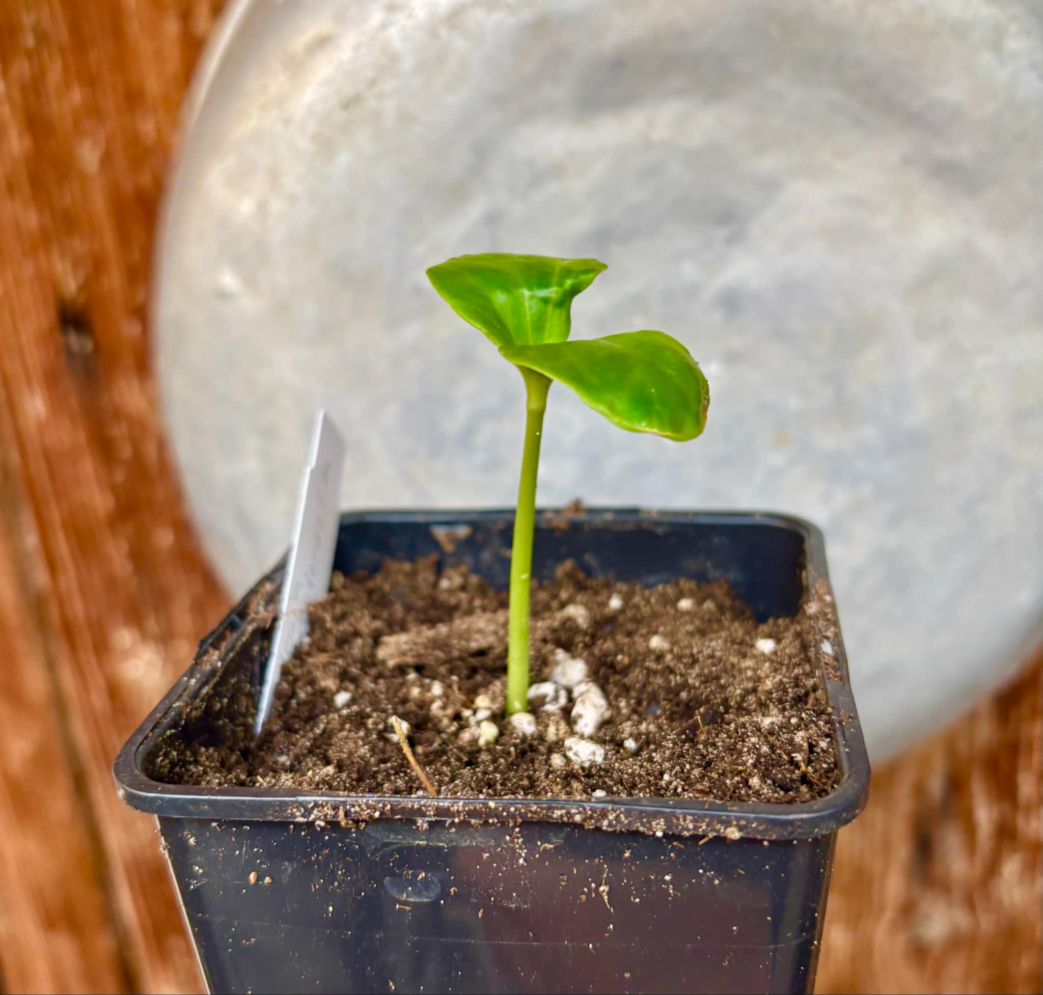 Kadsura heteroclita "Bursting Star" - 1 small potted seedling / 1 kleiner, getopfter Sämling Kadsura heteroclita "Bursting Star" - 1 small potted seedling / 1 kleiner, getopfter Sämling