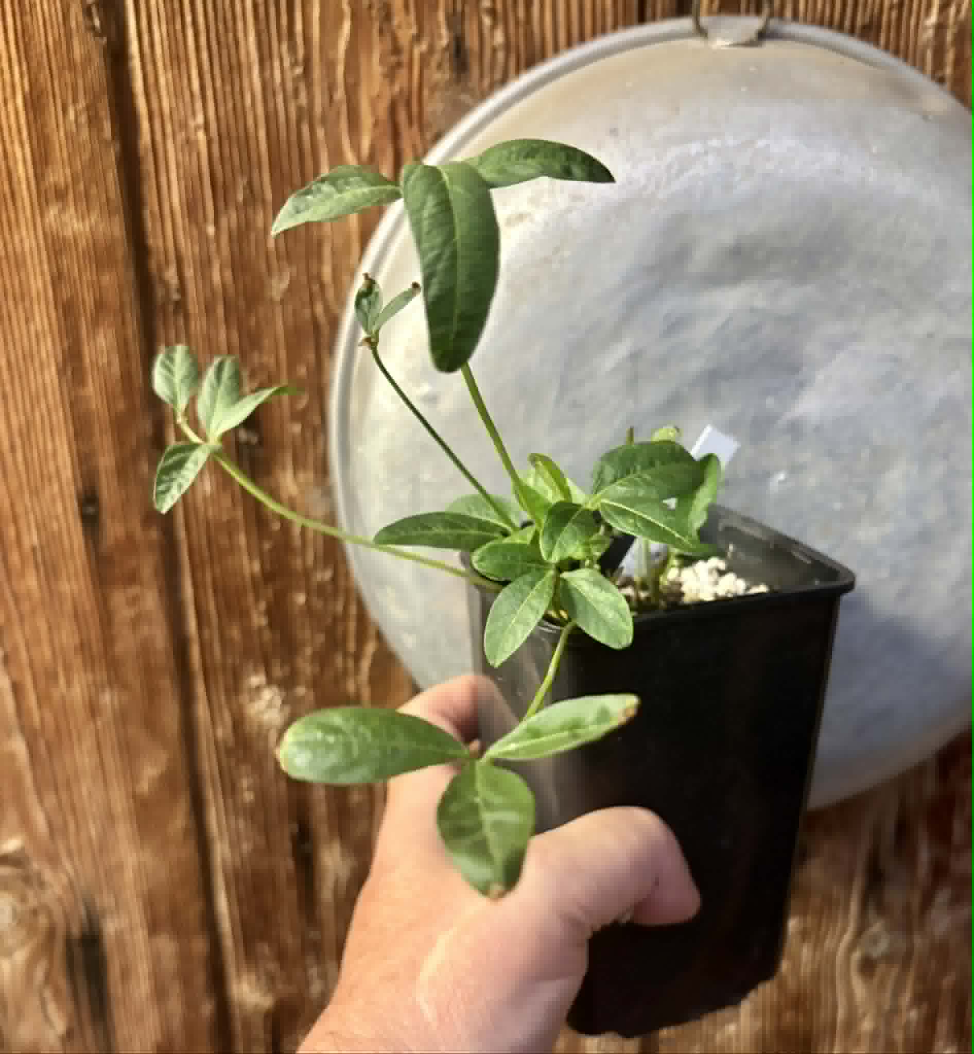 Bambara Groundnut (Vigna subterranea) -  1 potted plant / 1getopfte Pflanze