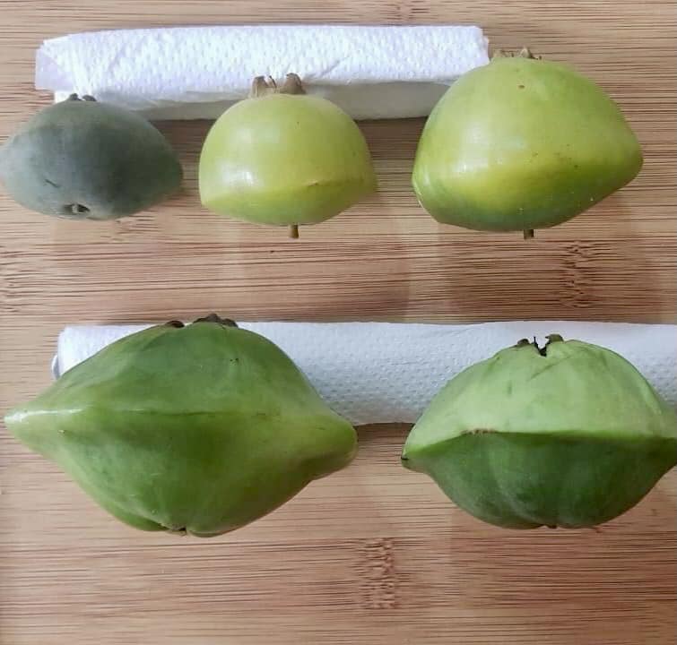 Campomanesia phaea - Flying Saucer Fruit - Cambuci  - 1  potted plant / 1 getopfte Pflanze