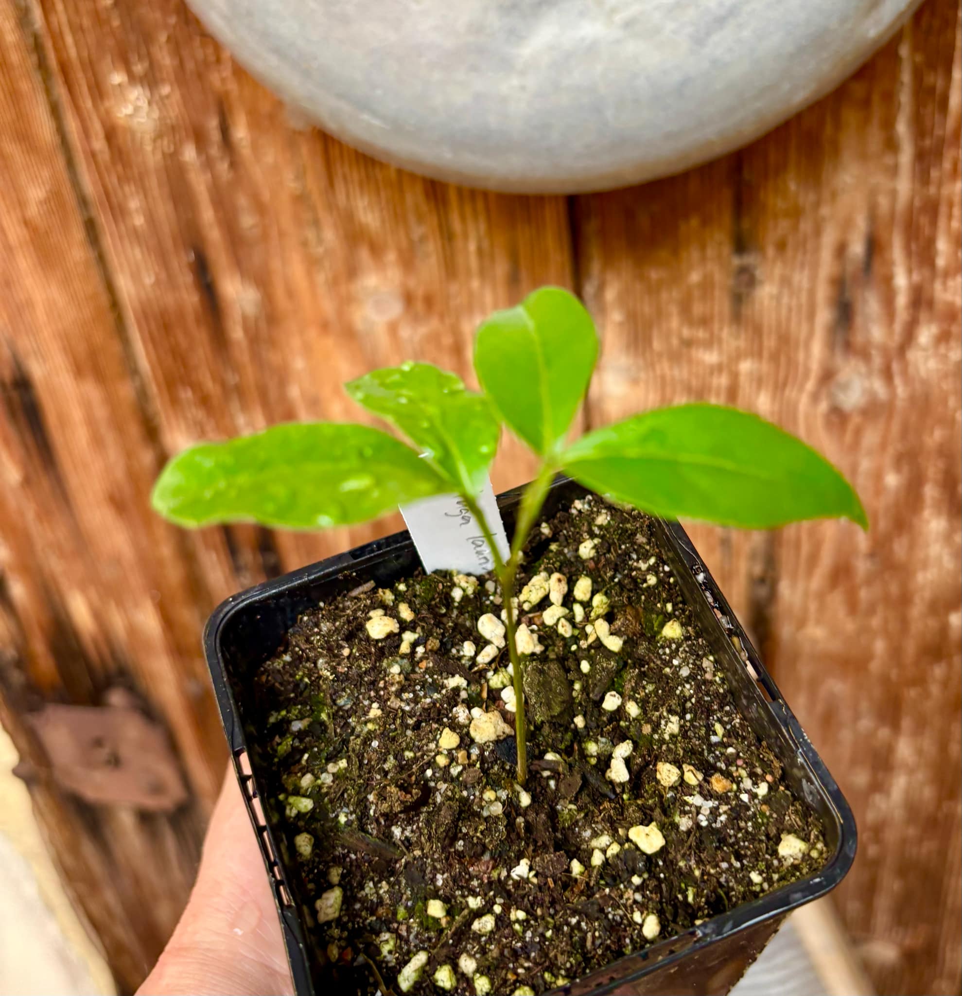 Inga laurina - 1 potted plant / 1 getopfte Pflanze Inga laurina - 1 potted plant / 1 getopfte Pflanze
