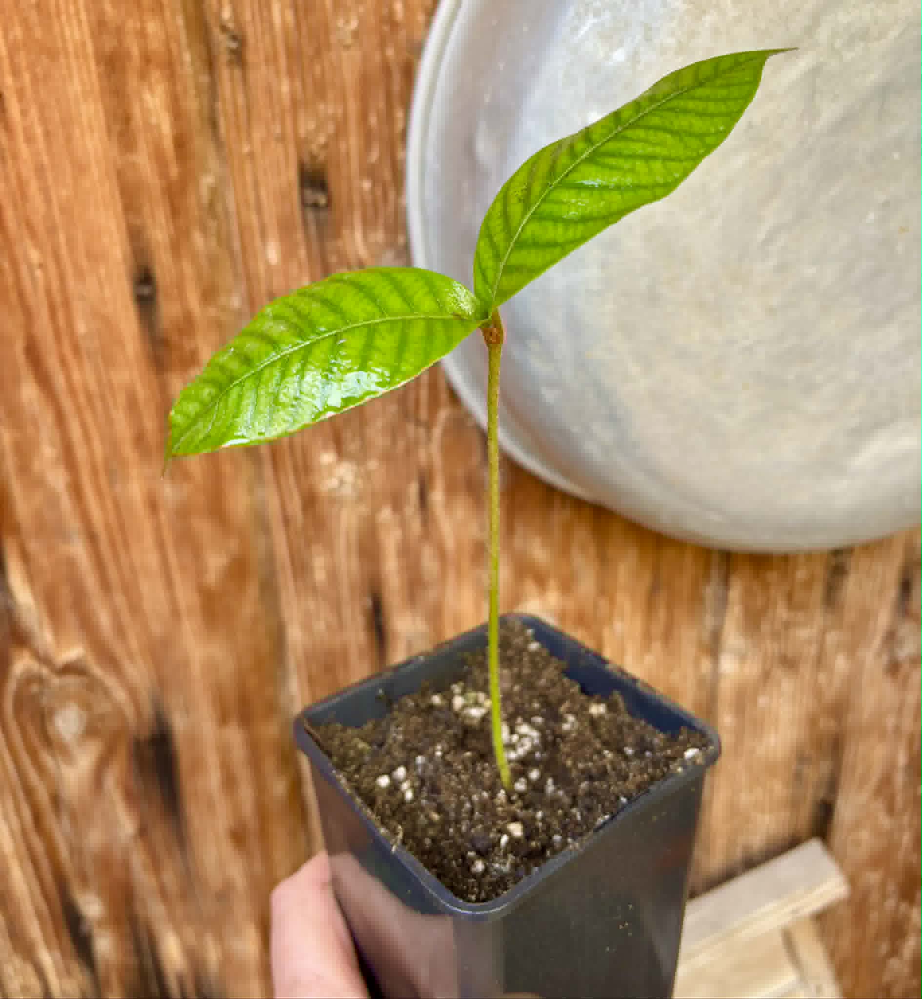 Ecclinusa sp Doce - 1 potted seedling / 1 getopfter Sämling