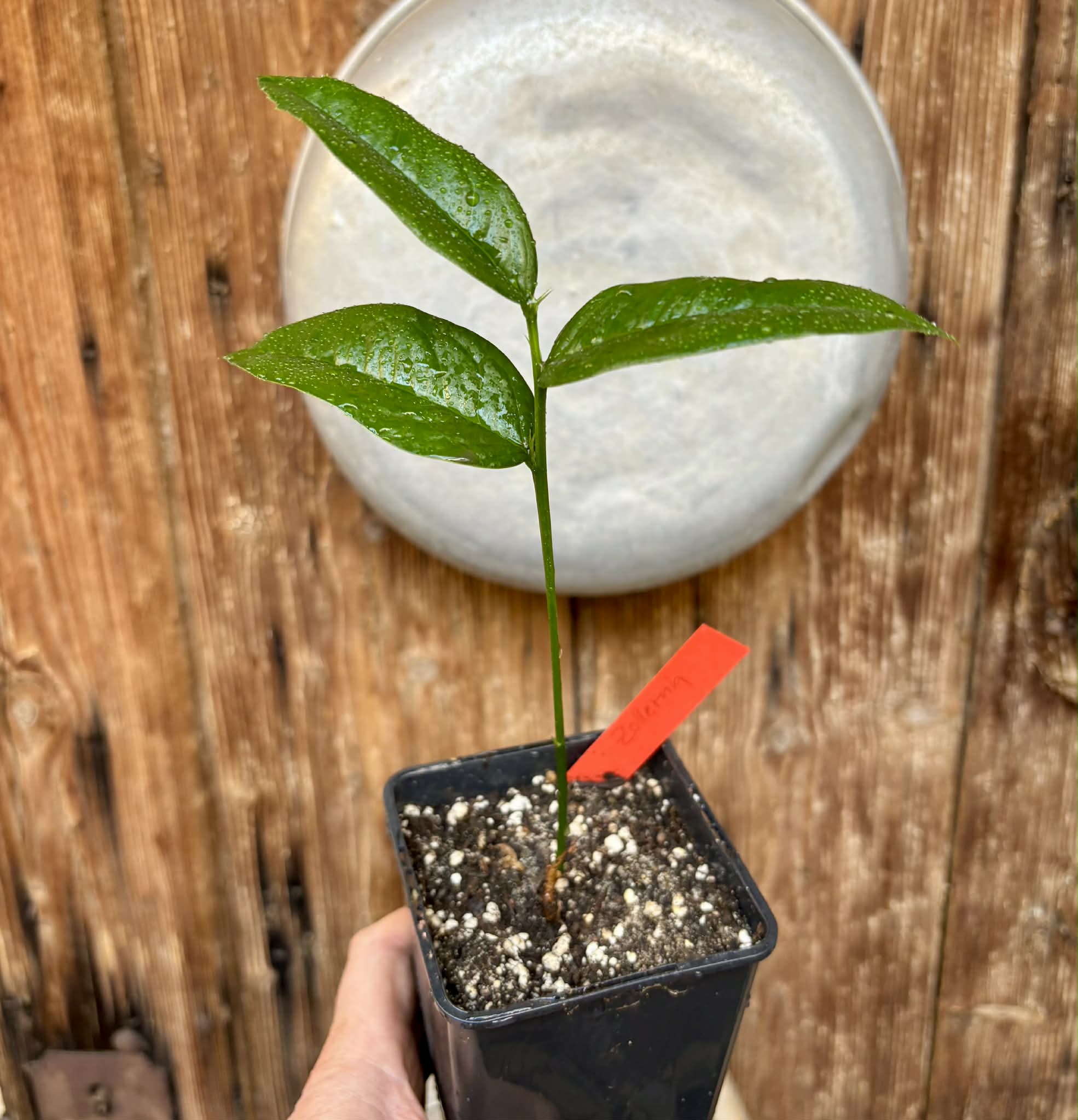 Zollernia ilicifolia - 1 potted seedling / 1 getopfter Sämling