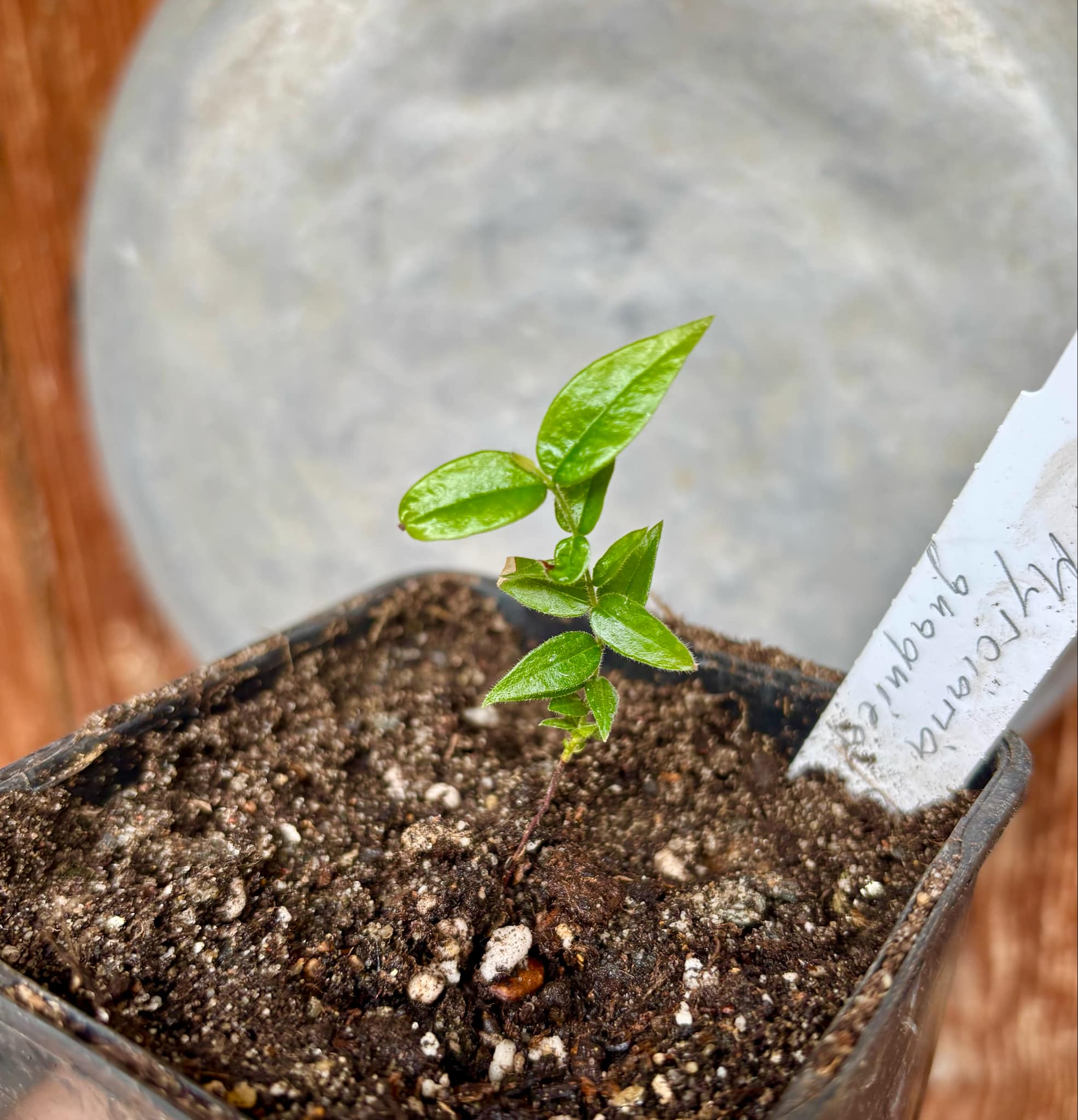 Myrciaria guaquiea - 1 small potted seedling / 1 kleiner, getopfter Sämling Myrciaria guaquiea - 1 small potted seedling / 1 kleiner, getopfter Sämling