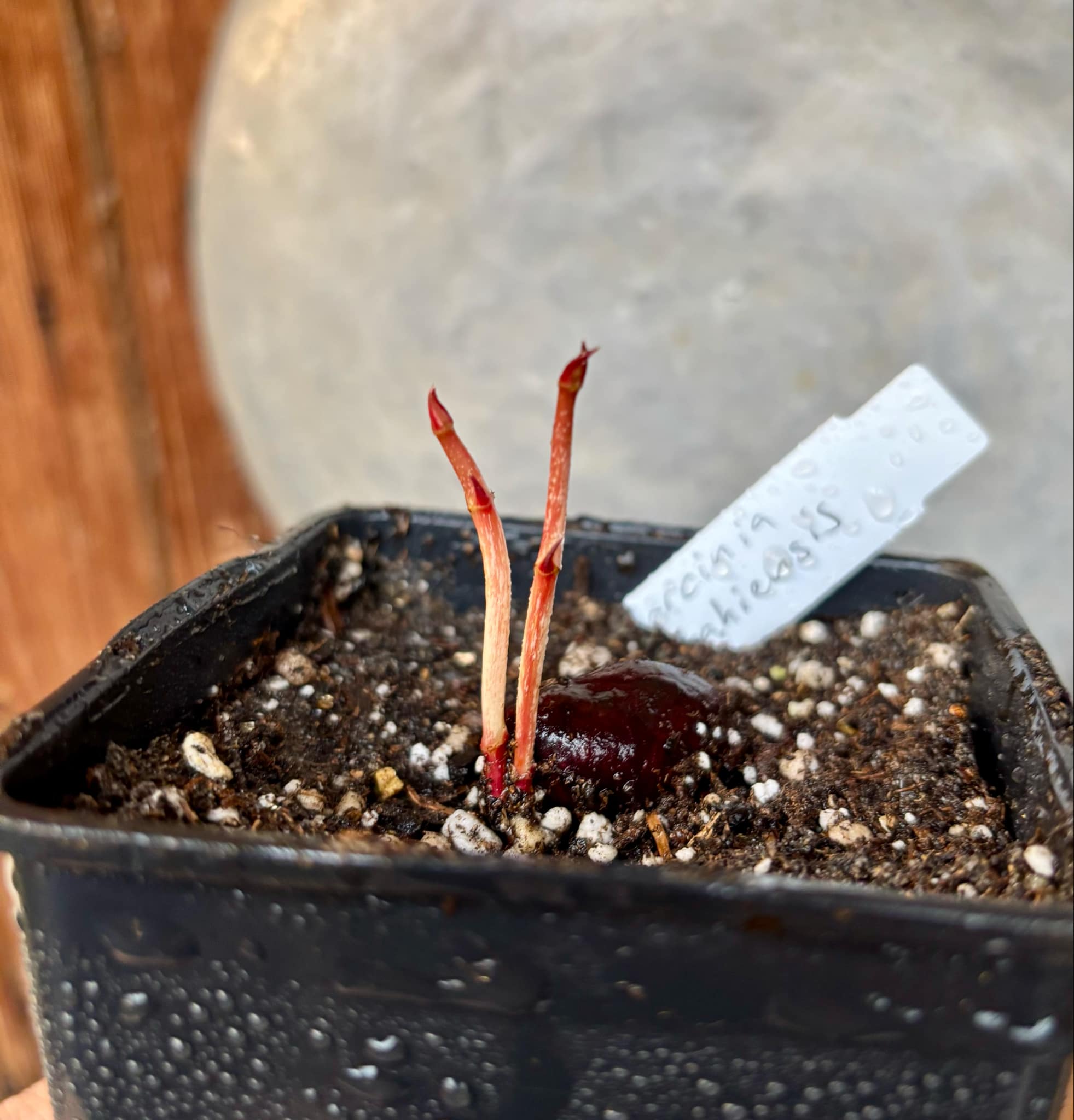 Garcinia bahiensis - 1 small potted seedling / 1 kleiner, getopfter Sämling