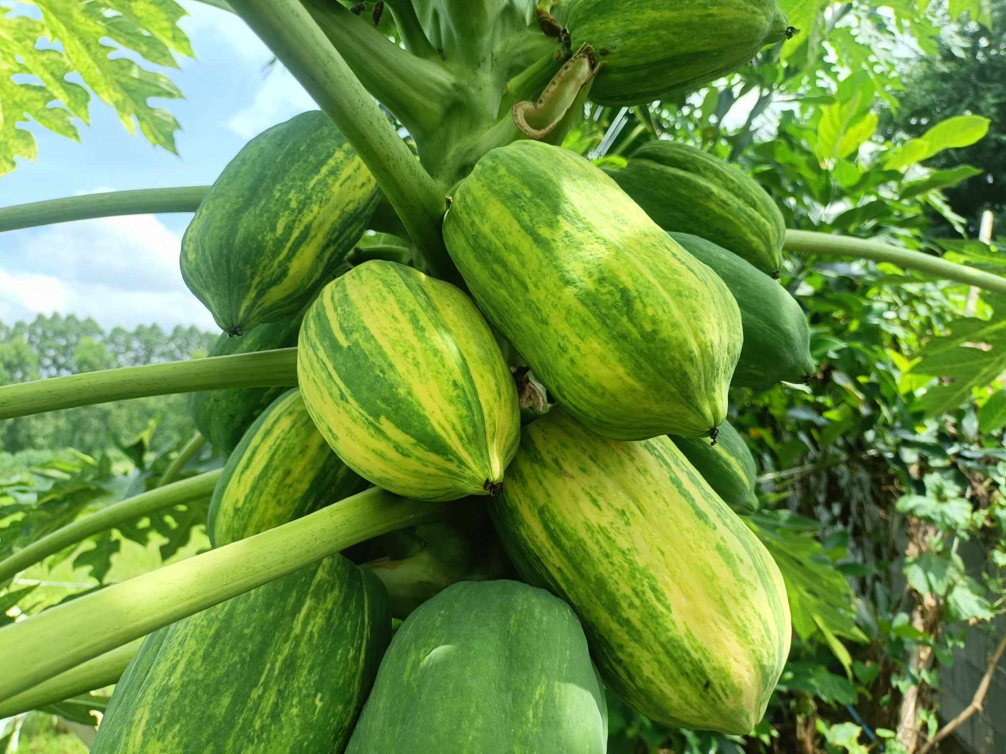 Variegated Papaya (Carica papaya) - 1 fresh seed / 1 frischer Samen