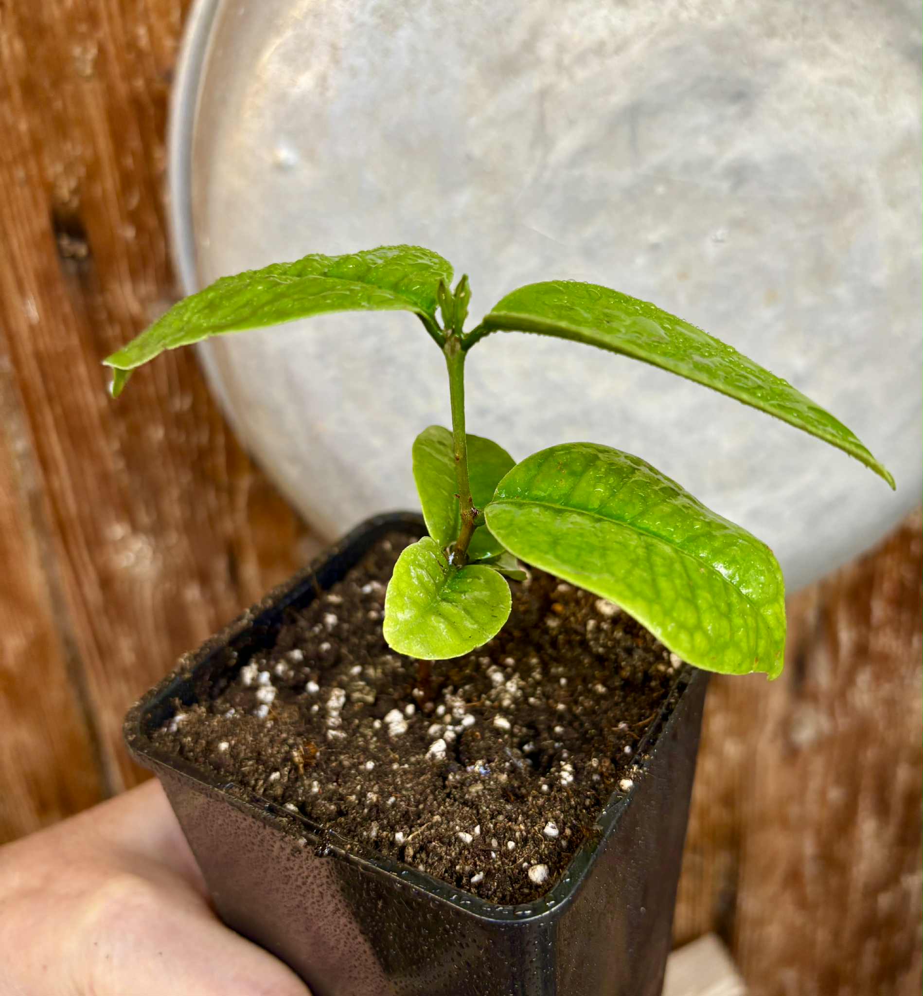 Eugenia bahiensis  - 1 potted plant / 1 getopfte Pflanze
