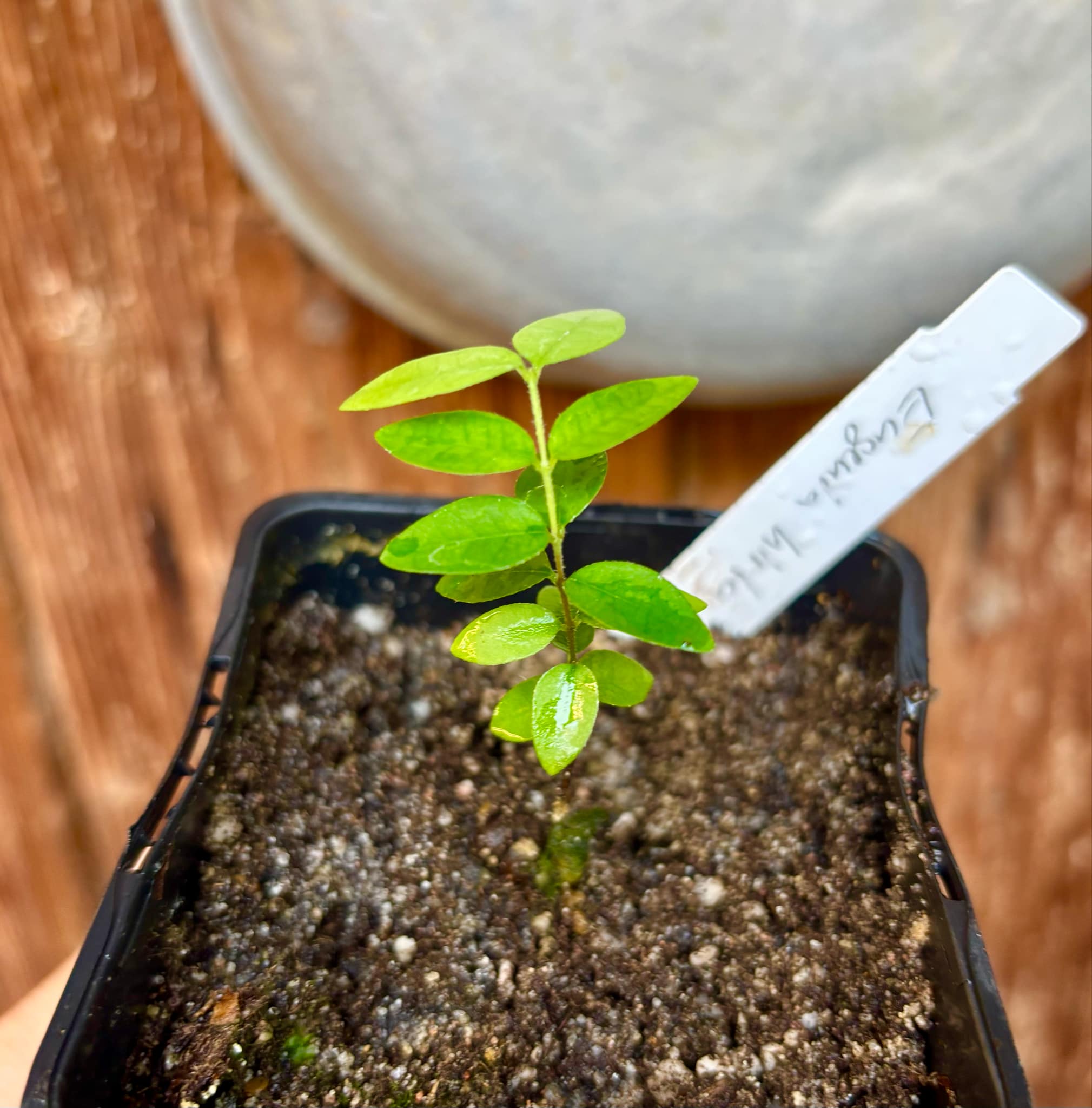 Eugenia hirta - 1 potted seedling/ 1 getopfter Sämling Eugenia hirta - 1 potted seedling/ 1 getopfter Sämling