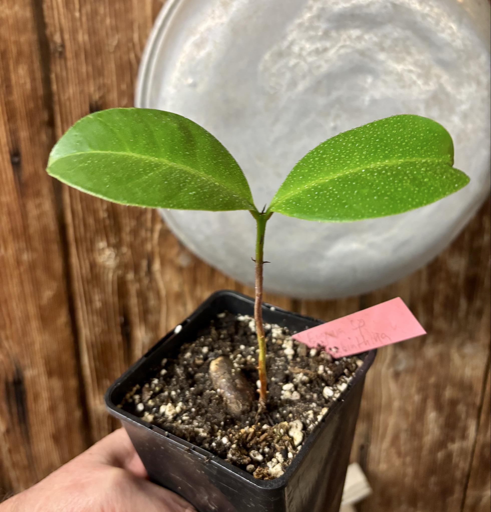 Eugenia sp Terebinthina - 1 potted seedling / 1 getopfter Sämling