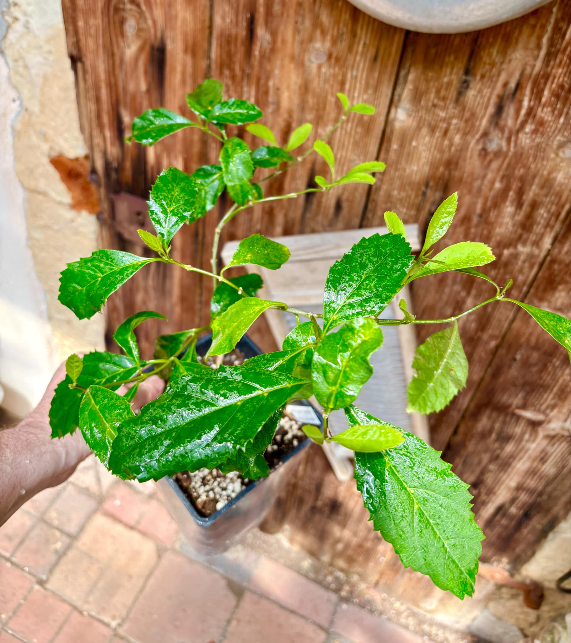 Taruman (Citharexylum montevidense) - 1 potted plant / 1 getopfte Pflanze Taruman (Citharexylum montevidense) - 1 potted plant / 1 getopfte Pflanze
