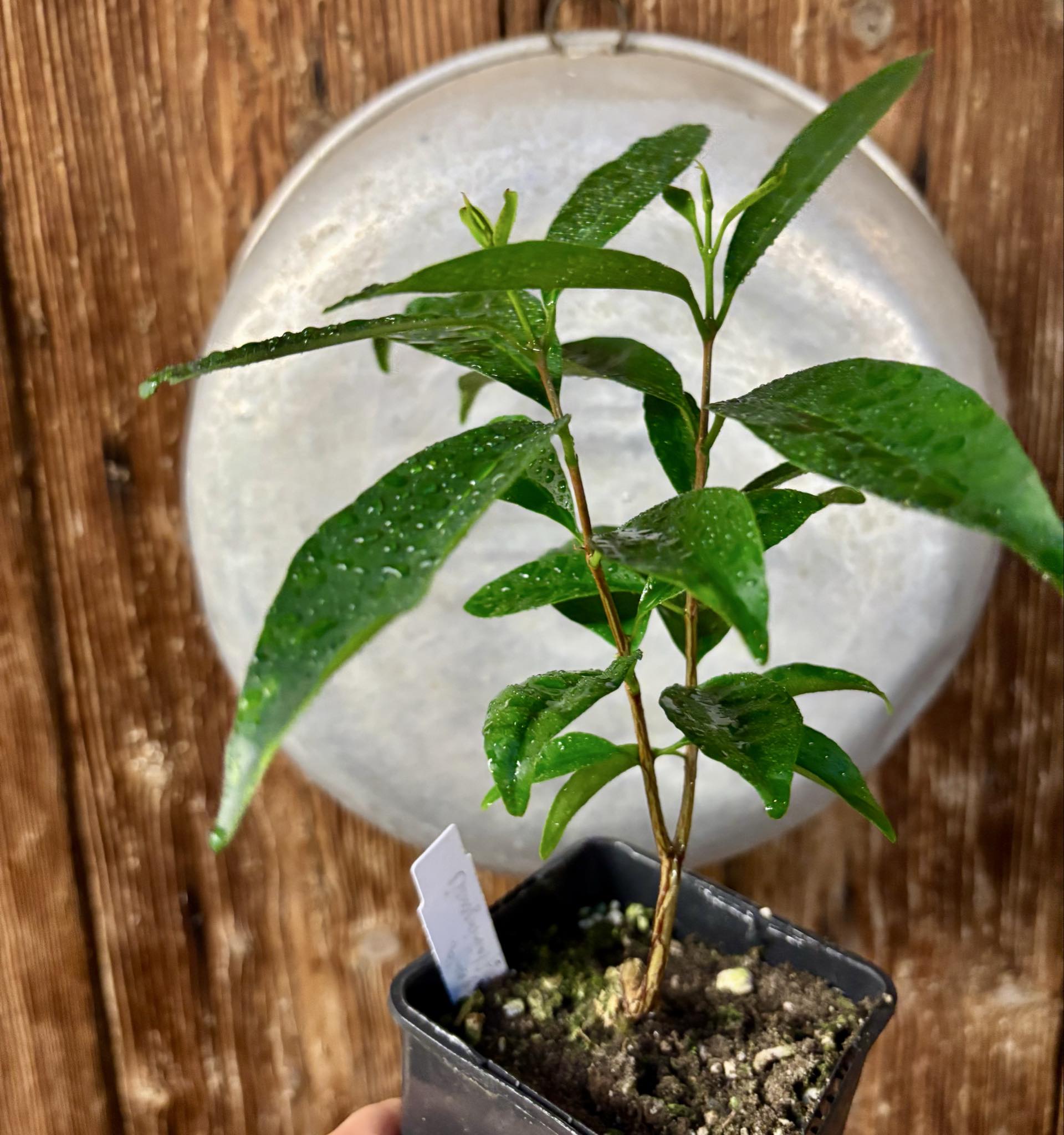 Eugenia flamingensis - 1 potted seedling / 1 getopfter Sämling